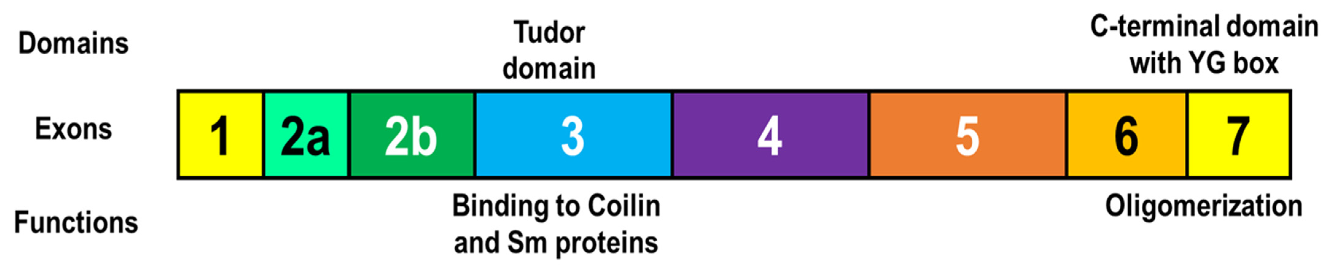 Ijms 24 11939 g003 Ijms 24 11939 g003