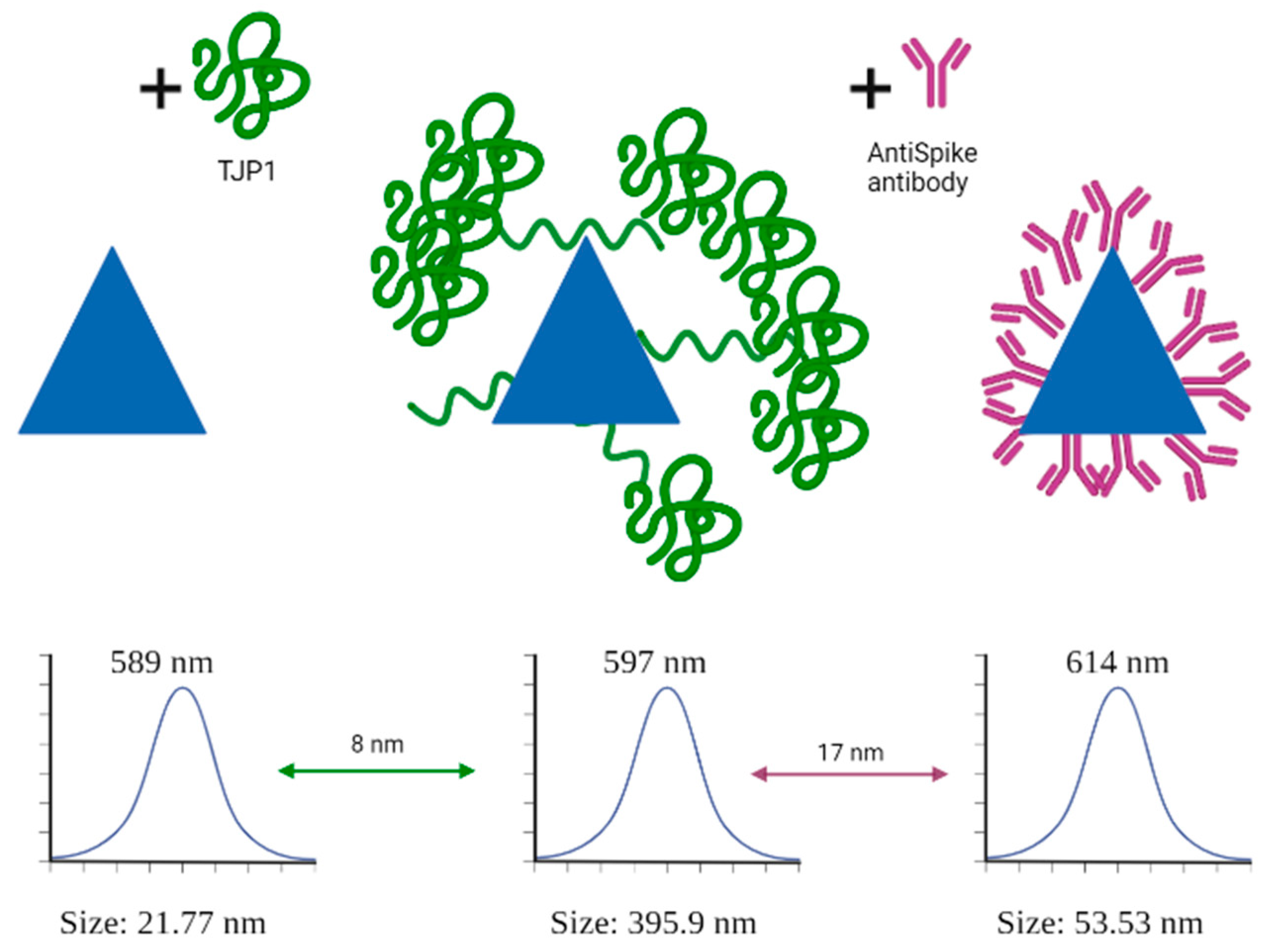 Ijms 24 11974 g007 Ijms 24 11974 g007