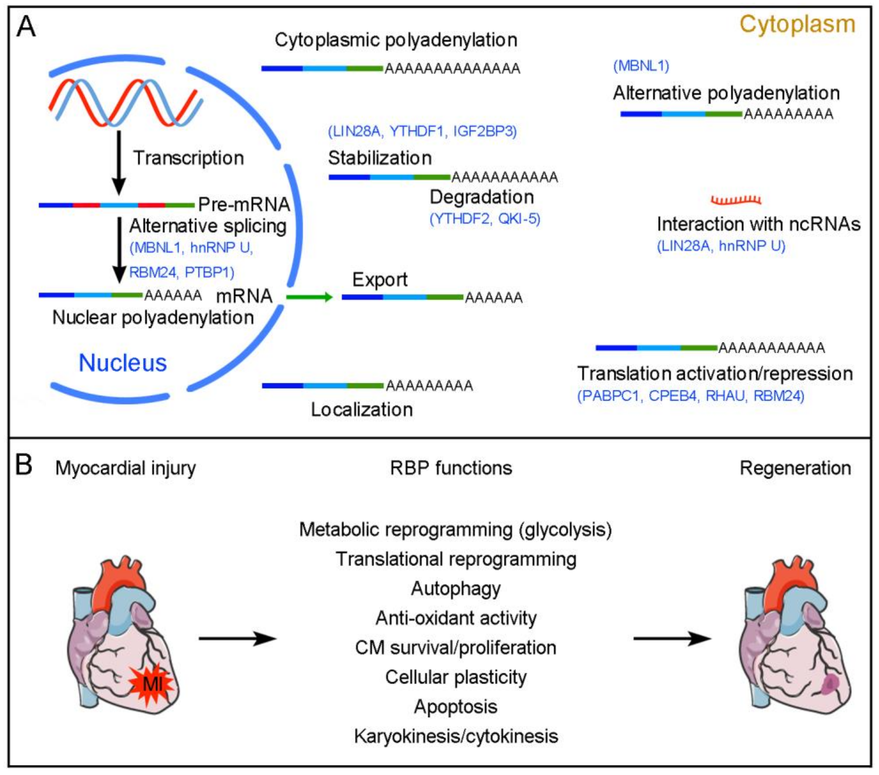 File:CAOB formation hypothesis 1.png - Wikimedia Commons