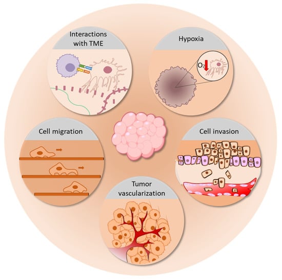 Ijms Free Full Text Three Dimensional Cell Cultures The Bridge Between In Vitro And In Vivo 6068