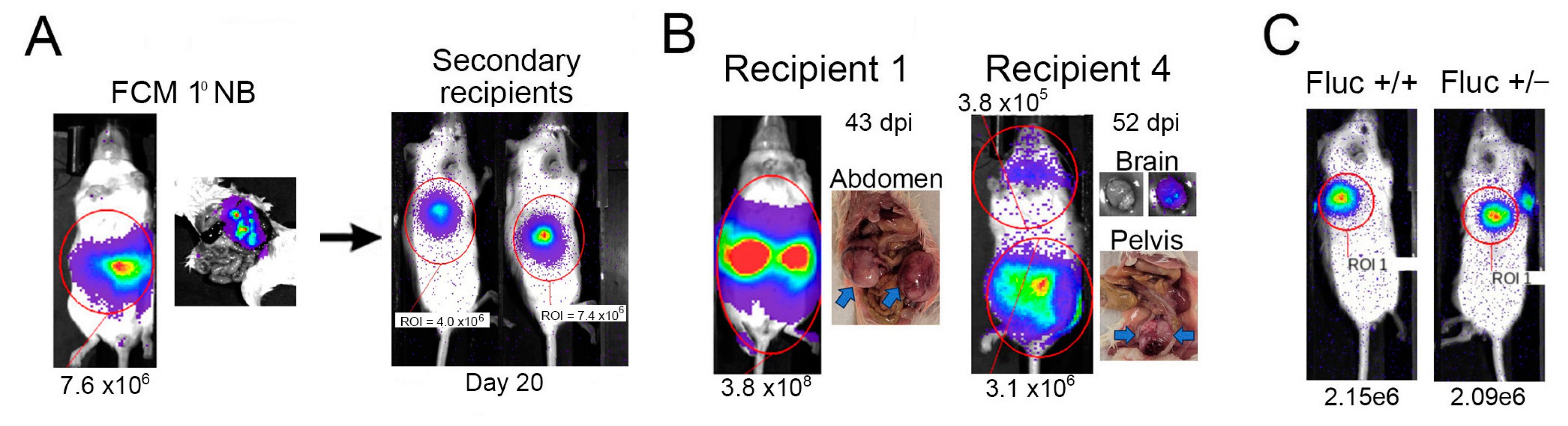 Ijms 24 12071 g002 Ijms 24 12071 g002