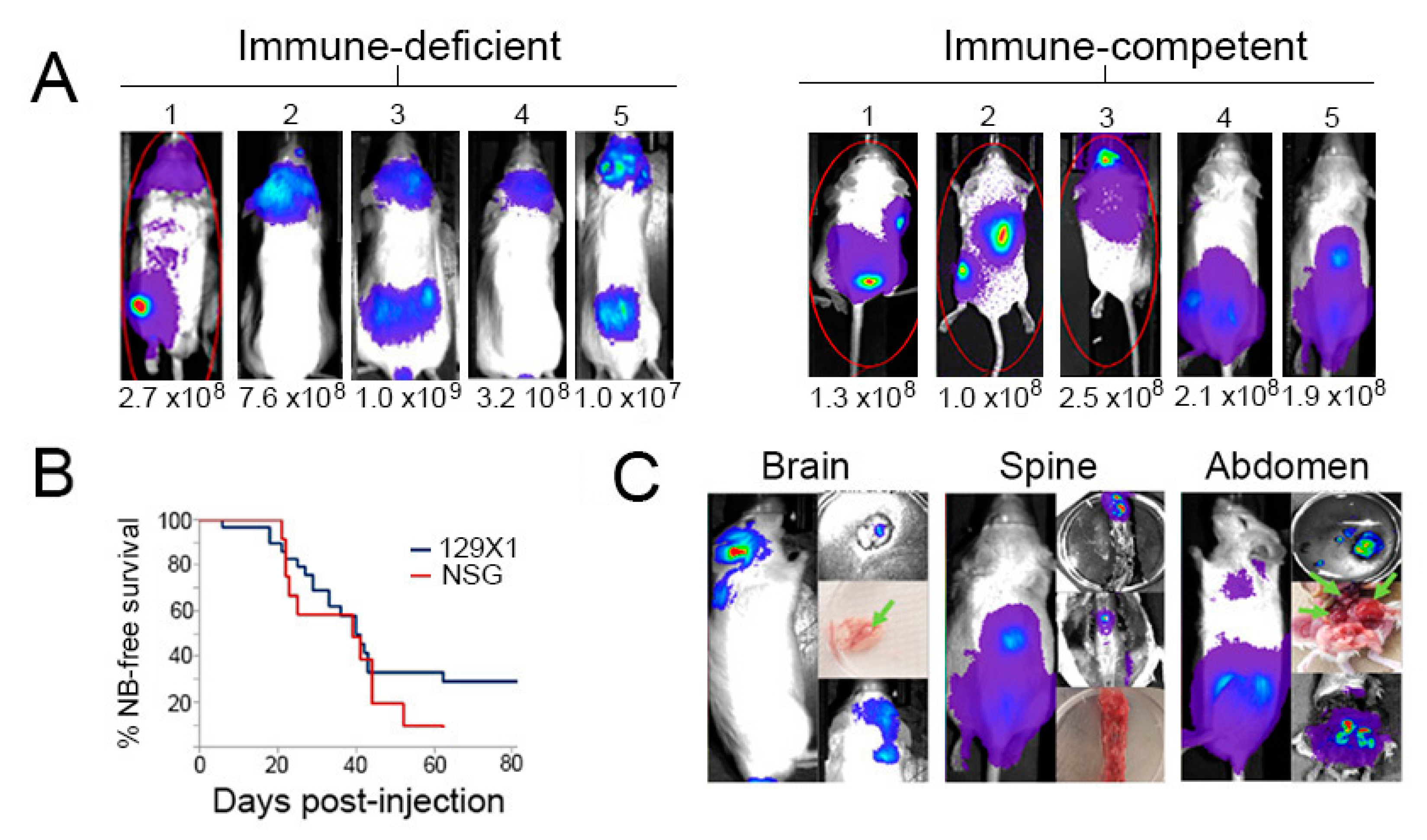 Ijms 24 12071 g003 Ijms 24 12071 g003