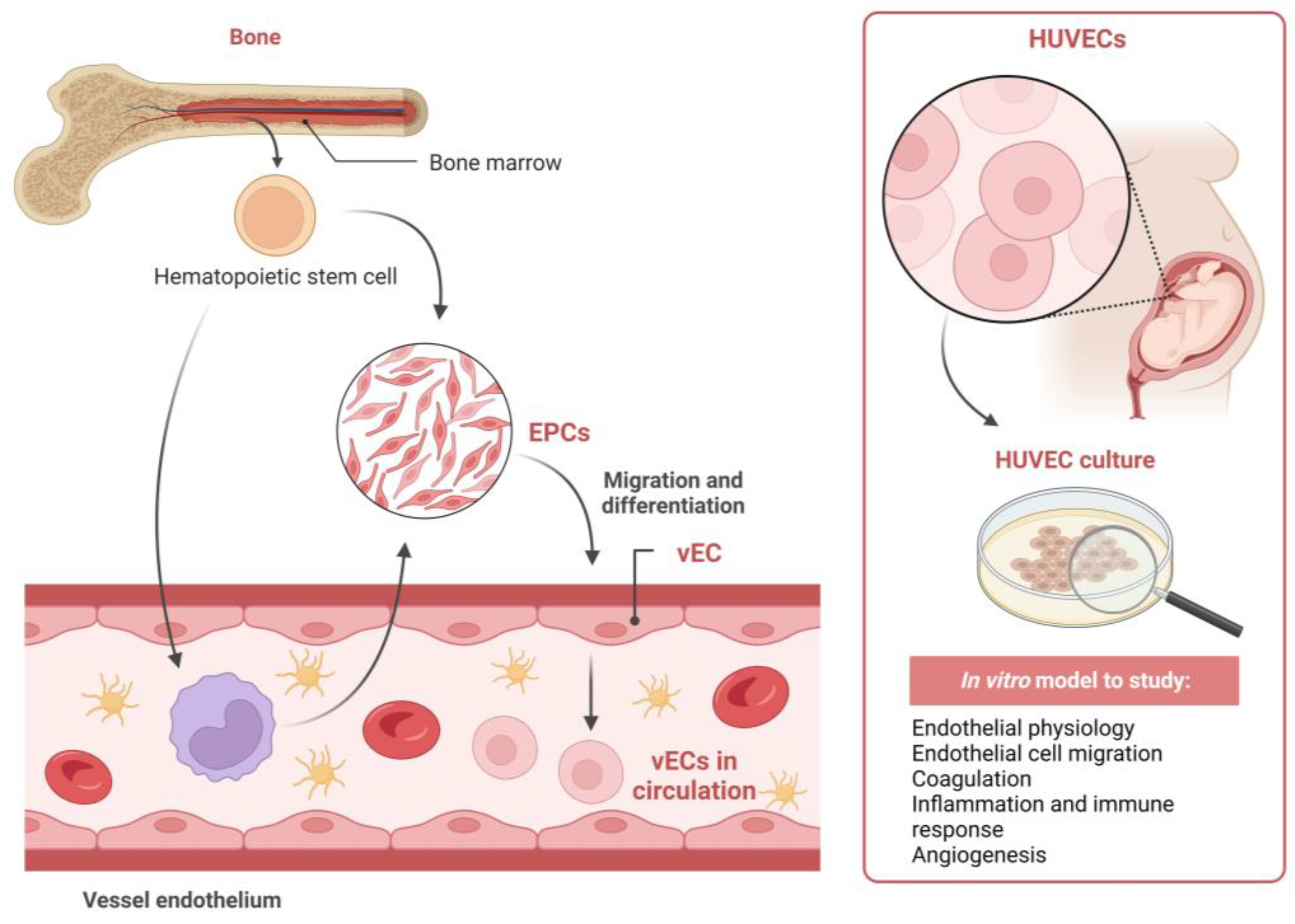 Ijms 24 12103 g004 Ijms 24 12103 g004