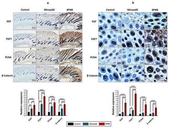 IJMS | Free Full-Text | BFNB Enhances Hair Growth in C57BL/6 Mice 