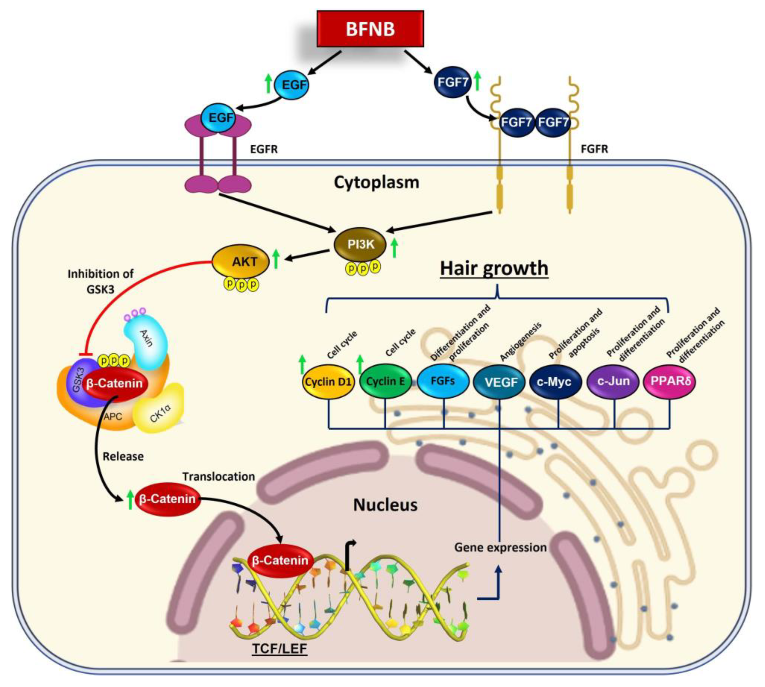 IJMS | Free Full-Text | BFNB Enhances Hair Growth in C57BL/6 Mice 