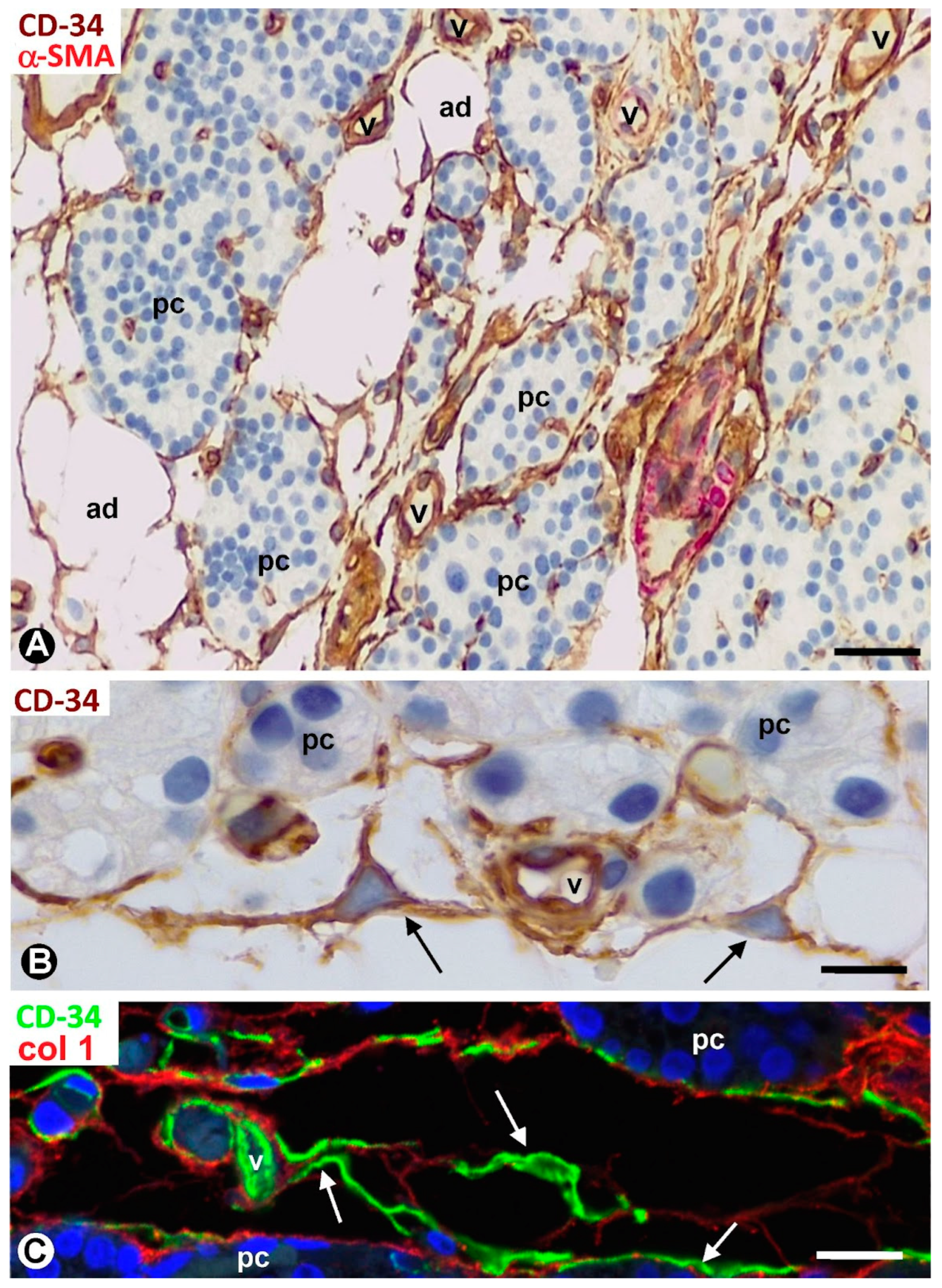 Ijms 24 12118 g002 Ijms 24 12118 g002