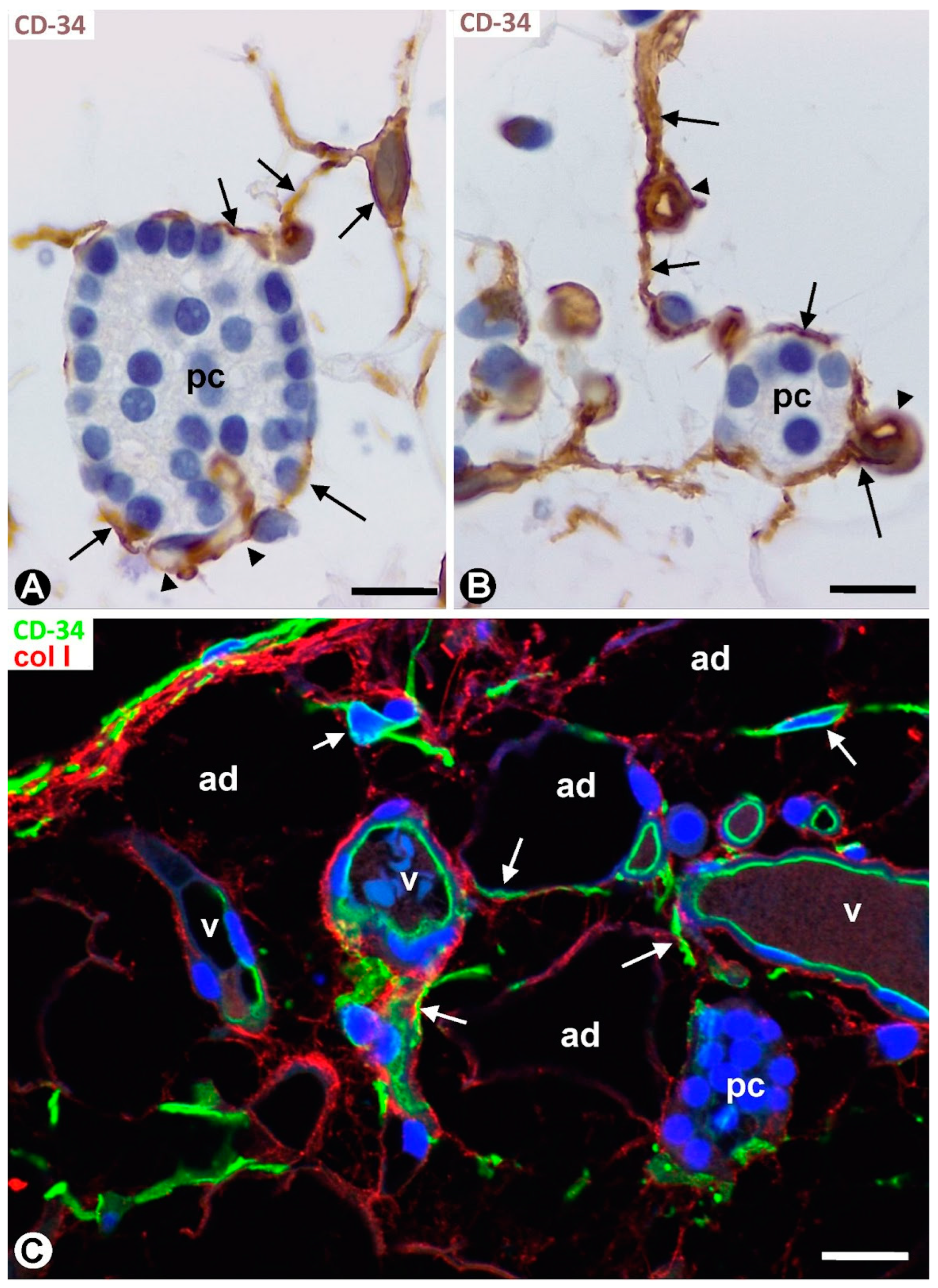 Ijms 24 12118 g008 Ijms 24 12118 g008