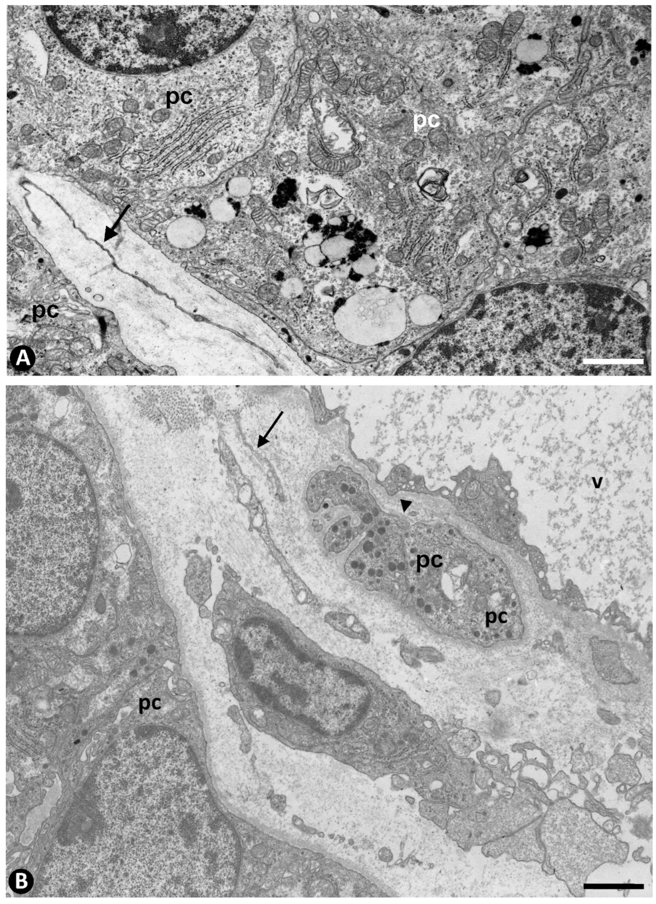 Ijms 24 12118 g010 Ijms 24 12118 g010