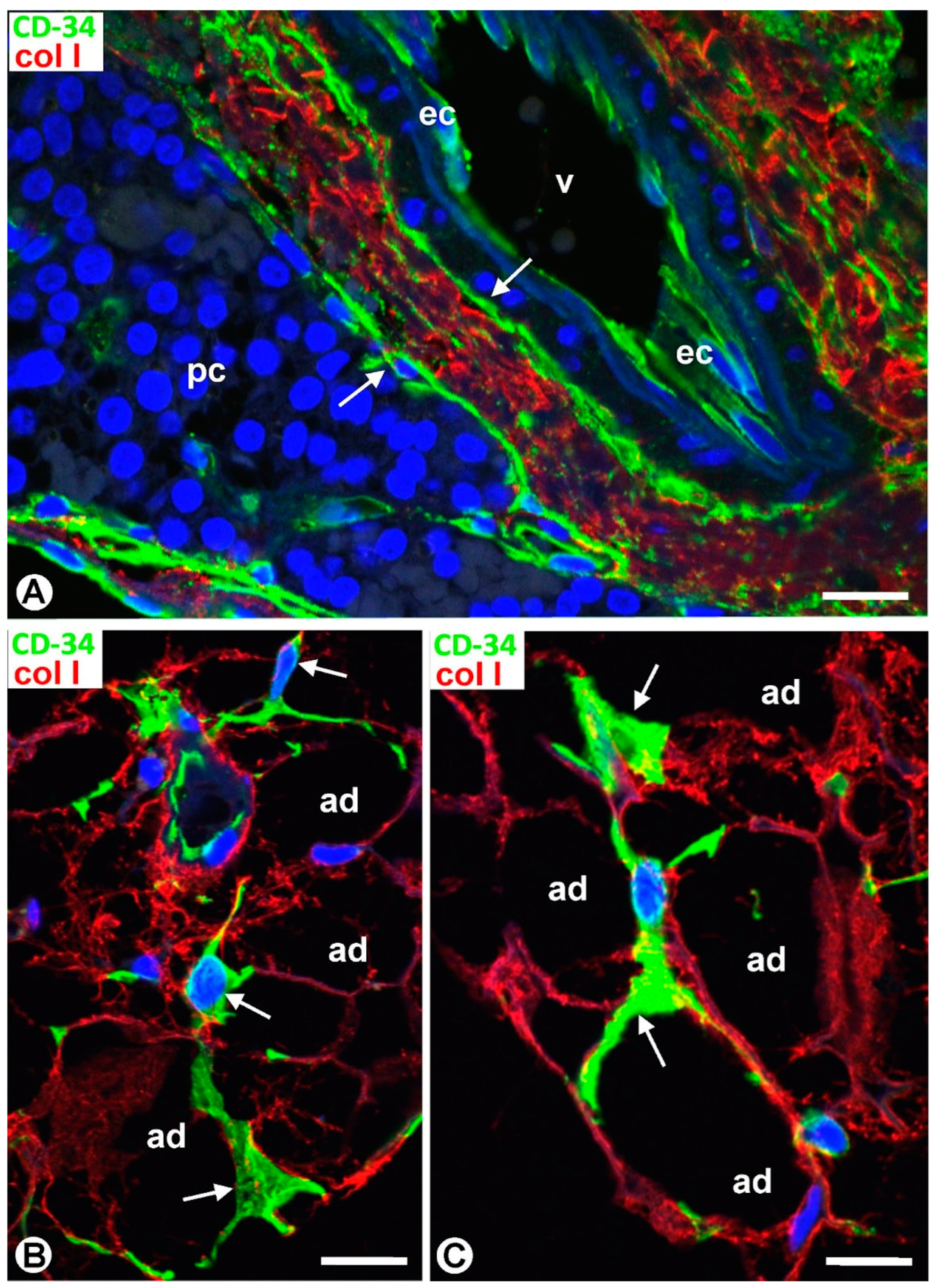 Ijms 24 12118 g013 Ijms 24 12118 g013