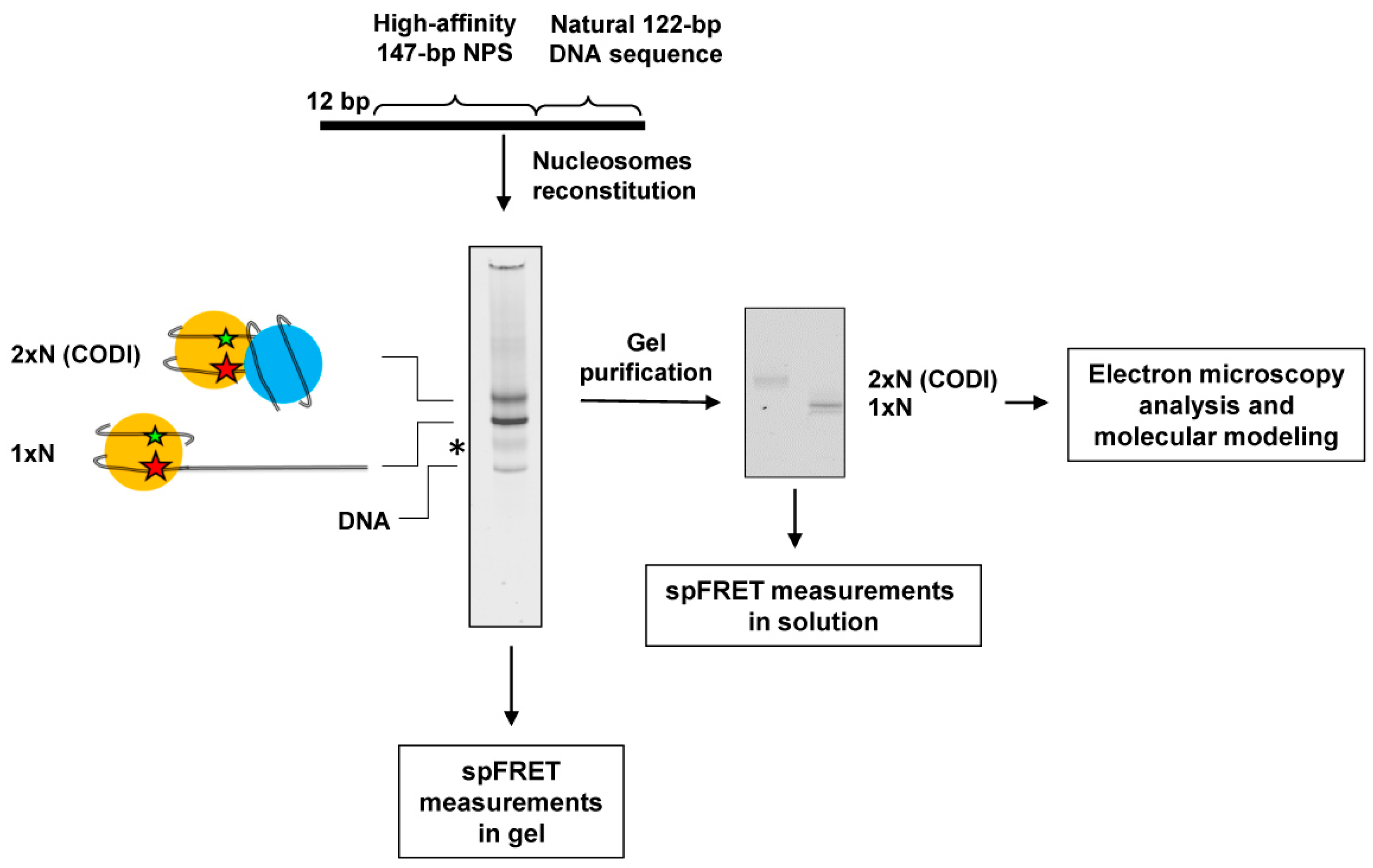 Ijms 24 12127 g001 Ijms 24 12127 g001