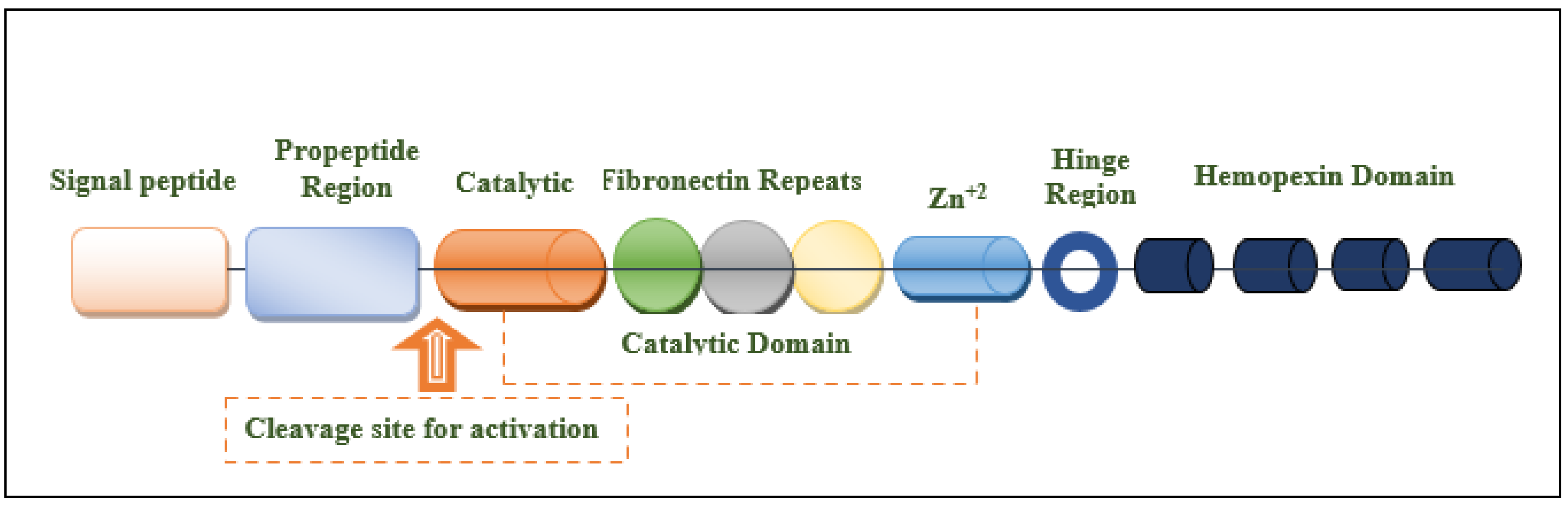 IJMS Free Full Text Novel Matrix Metalloproteinase 9 MMP 9   Ijms 24 12133 G001 