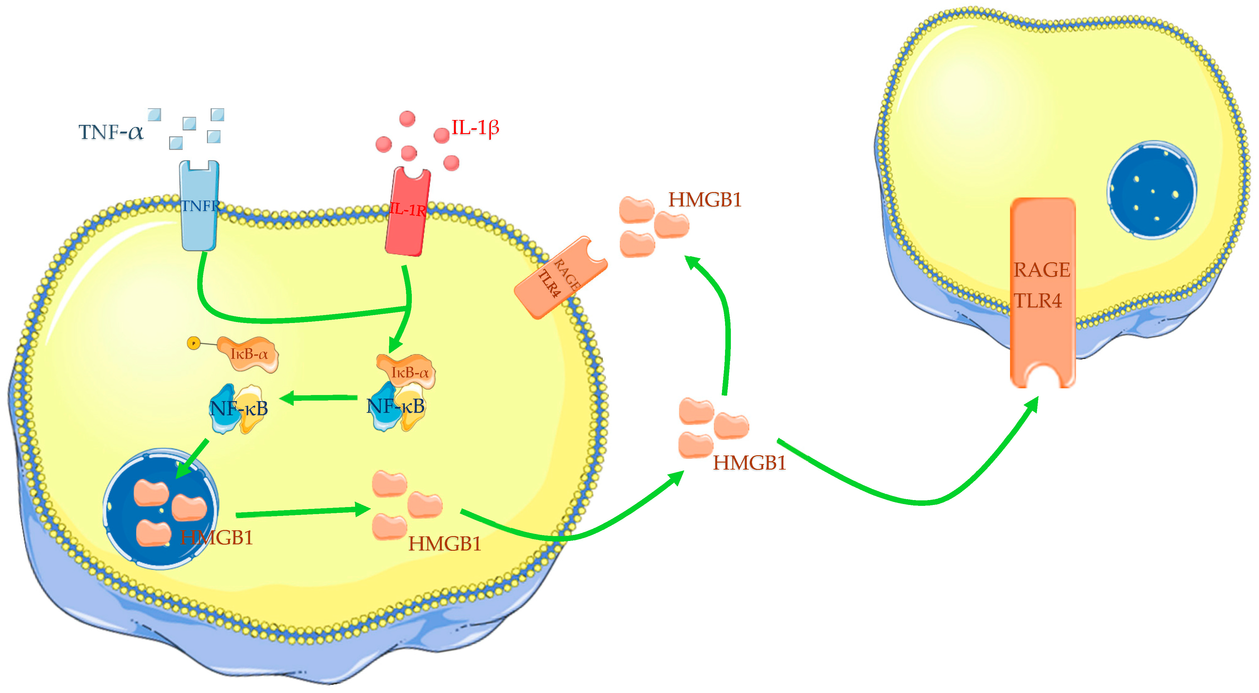 Ijms 24 12143 g001 Ijms 24 12143 g001