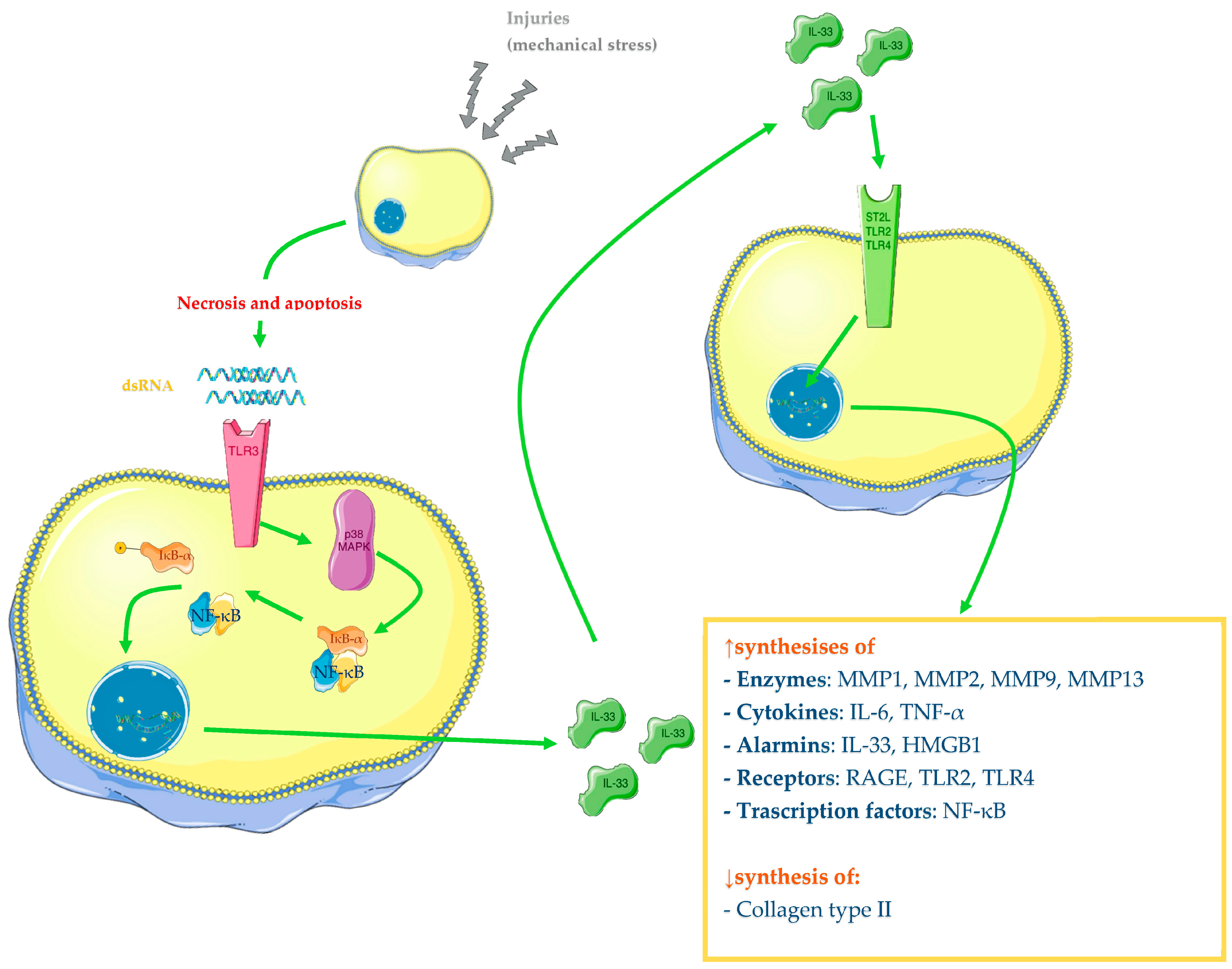 Ijms 24 12143 g003 Ijms 24 12143 g003