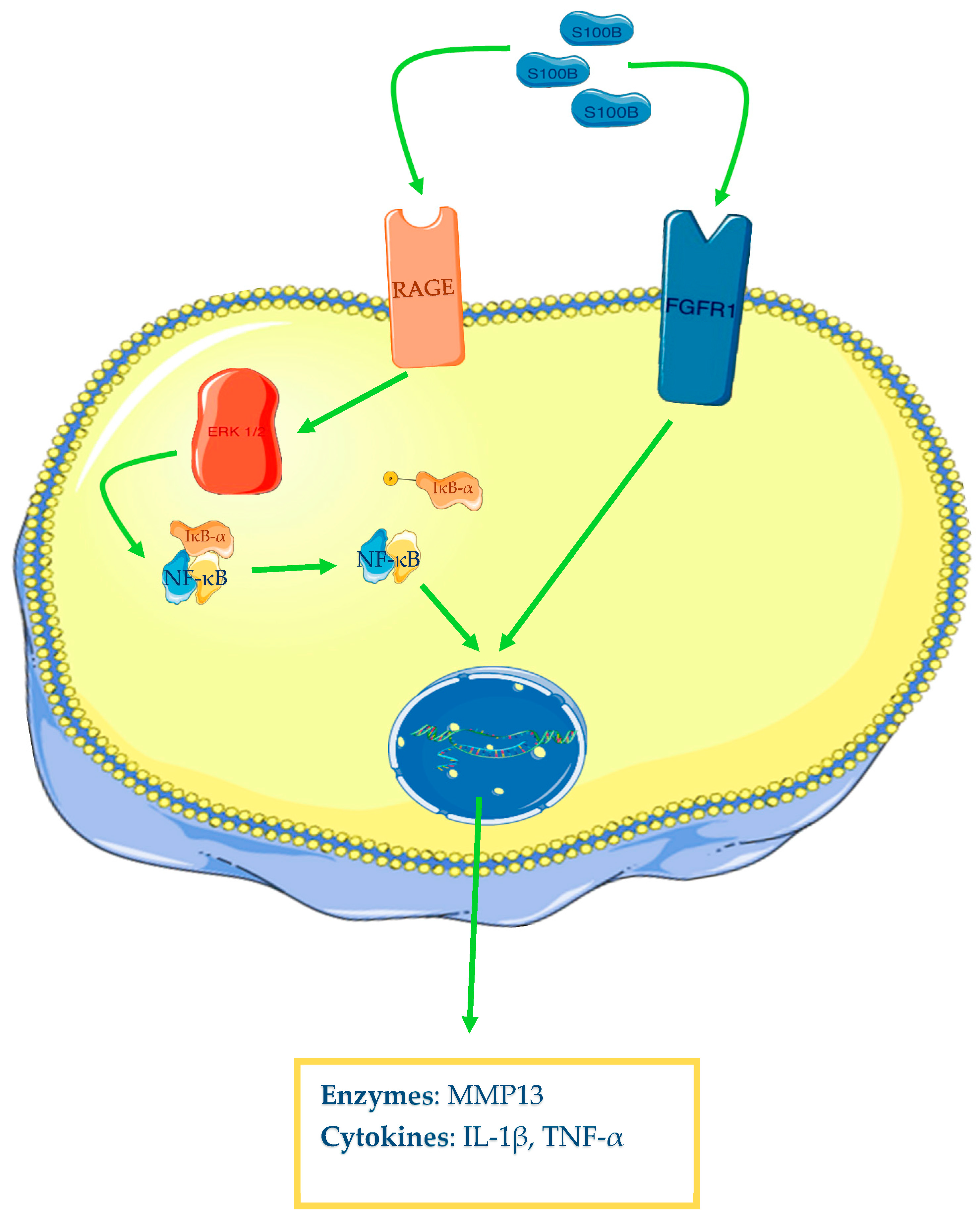 Ijms 24 12143 g004 Ijms 24 12143 g004
