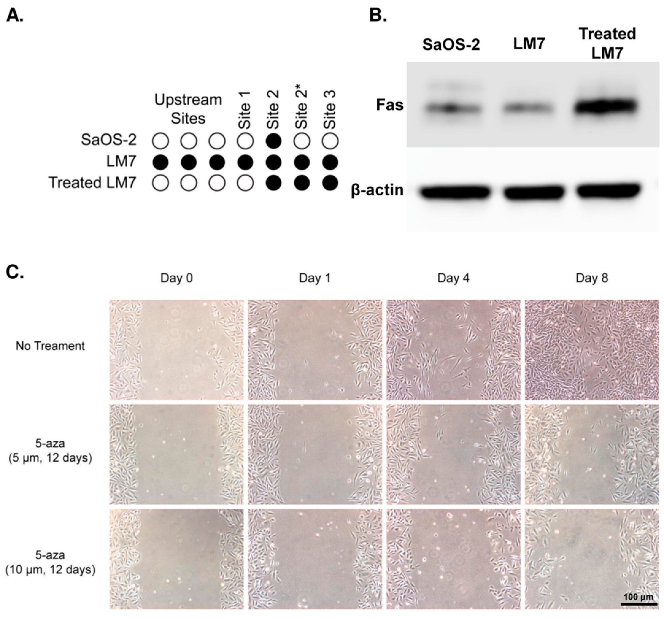Ijms 24 12155 g003 Ijms 24 12155 g003
