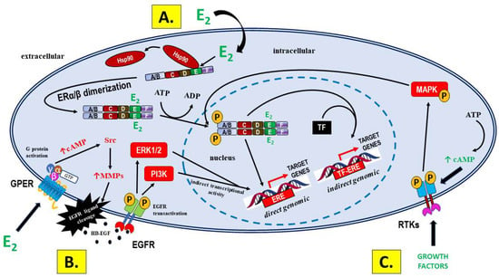 IJMS | Free Full-Text | Insight into the Potential Mechanisms of