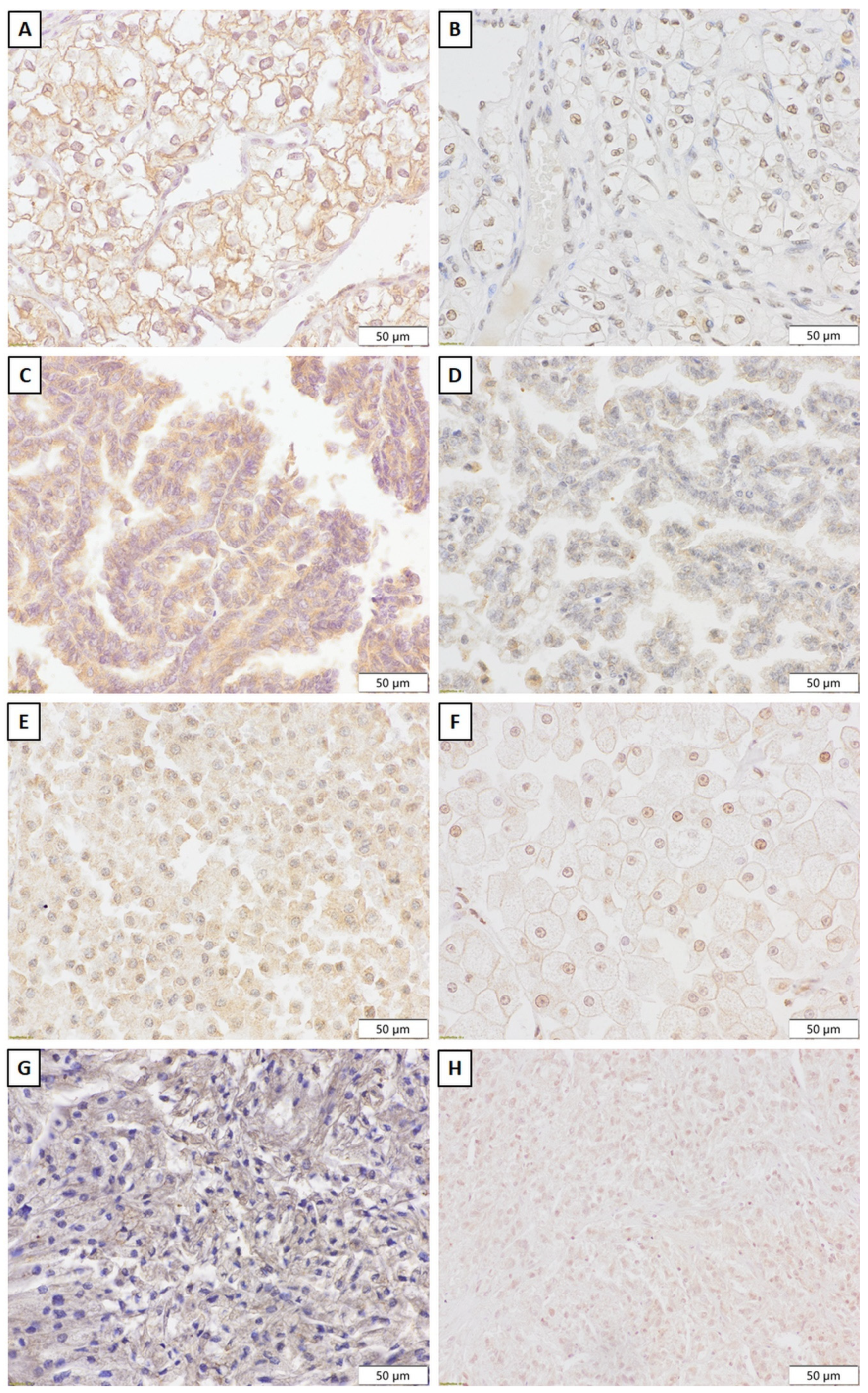 Ijms 24 12245 g003 Ijms 24 12245 g003