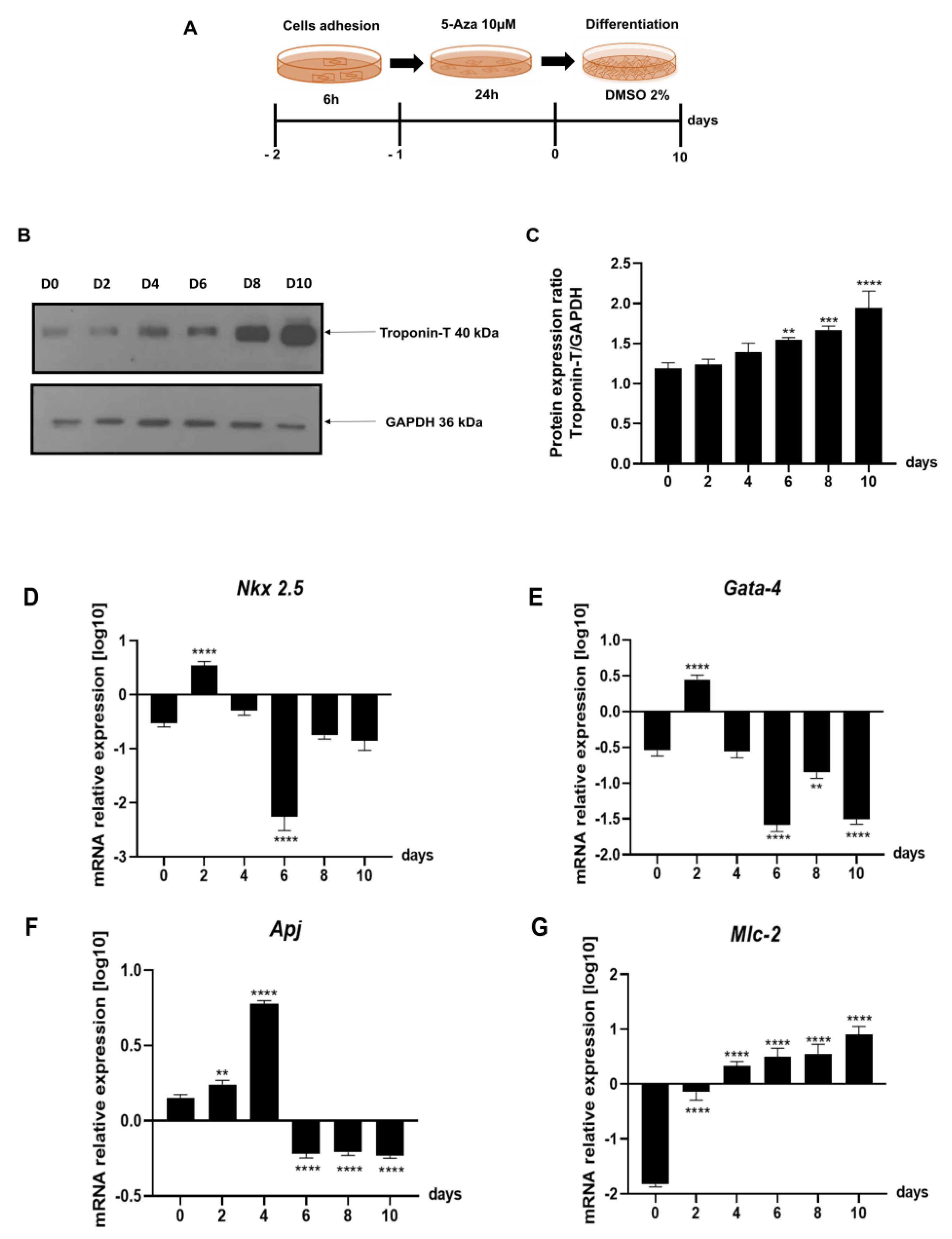 Ijms 24 12251 g004 Ijms 24 12251 g004