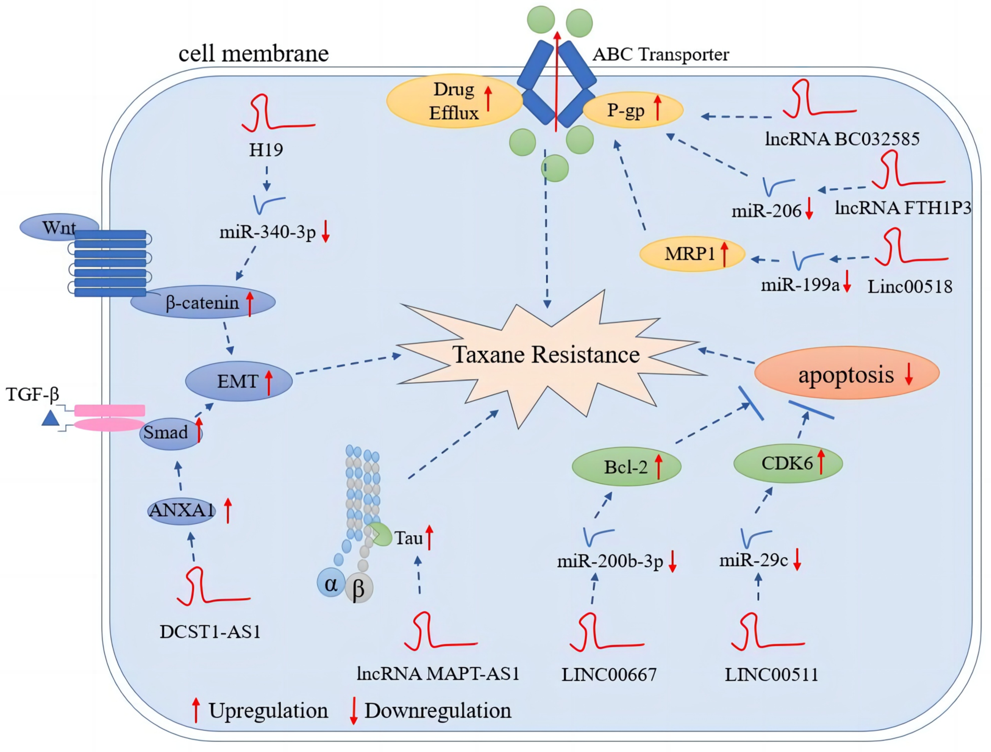 IJMS | Free Full-Text | Long Noncoding RNAs in Taxane Resistance 