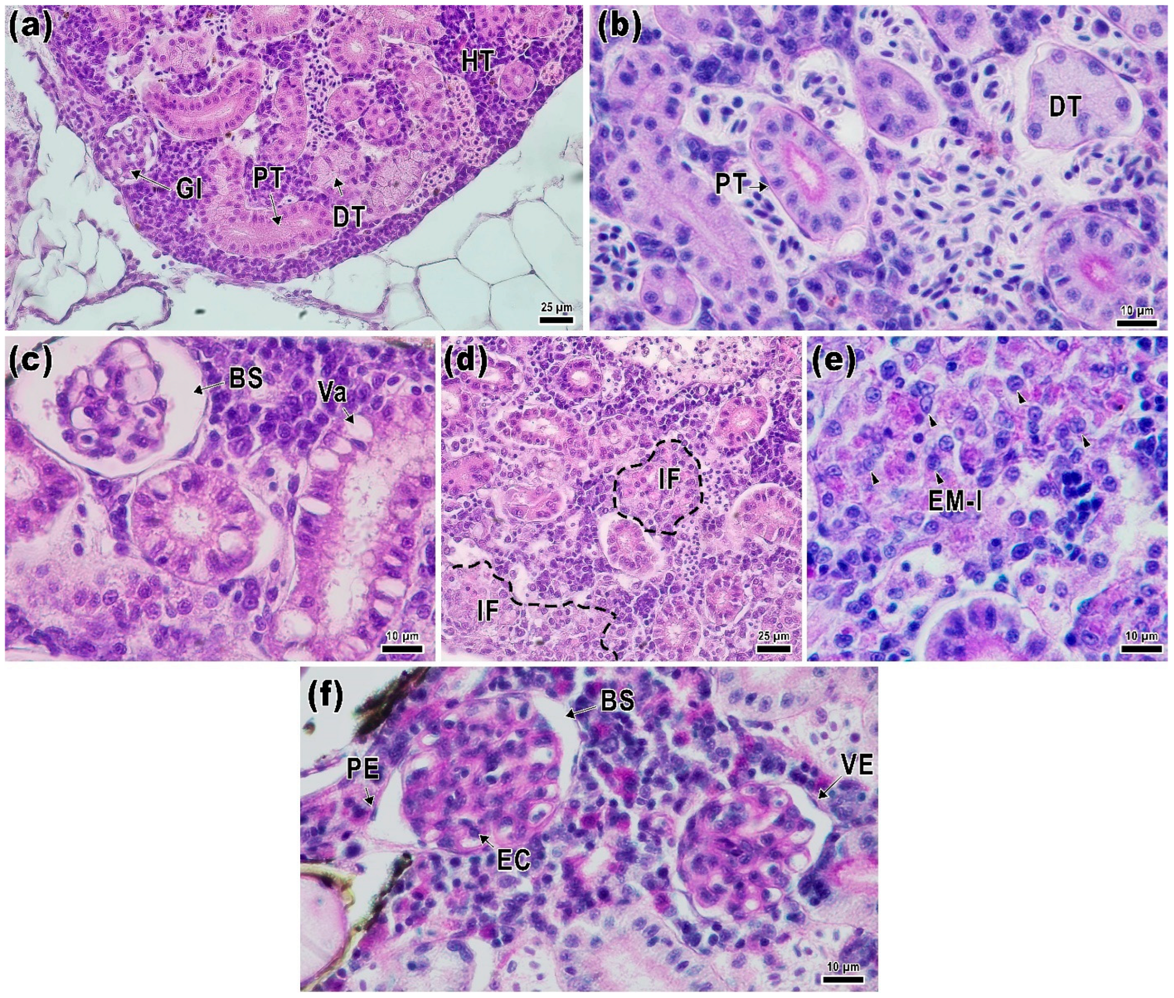 Ijms 24 12290 g004 Ijms 24 12290 g004