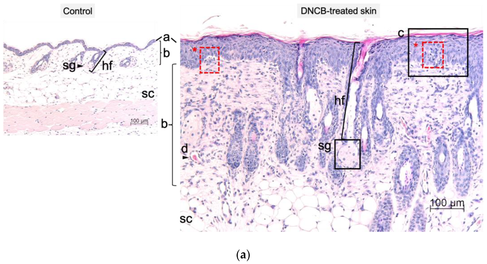 Ijms 24 12325 g003a Ijms 24 12325 g003a