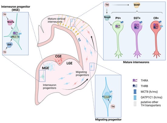 IJMS | Free Full-Text | Local Thyroid Hormone Action in Brain Development