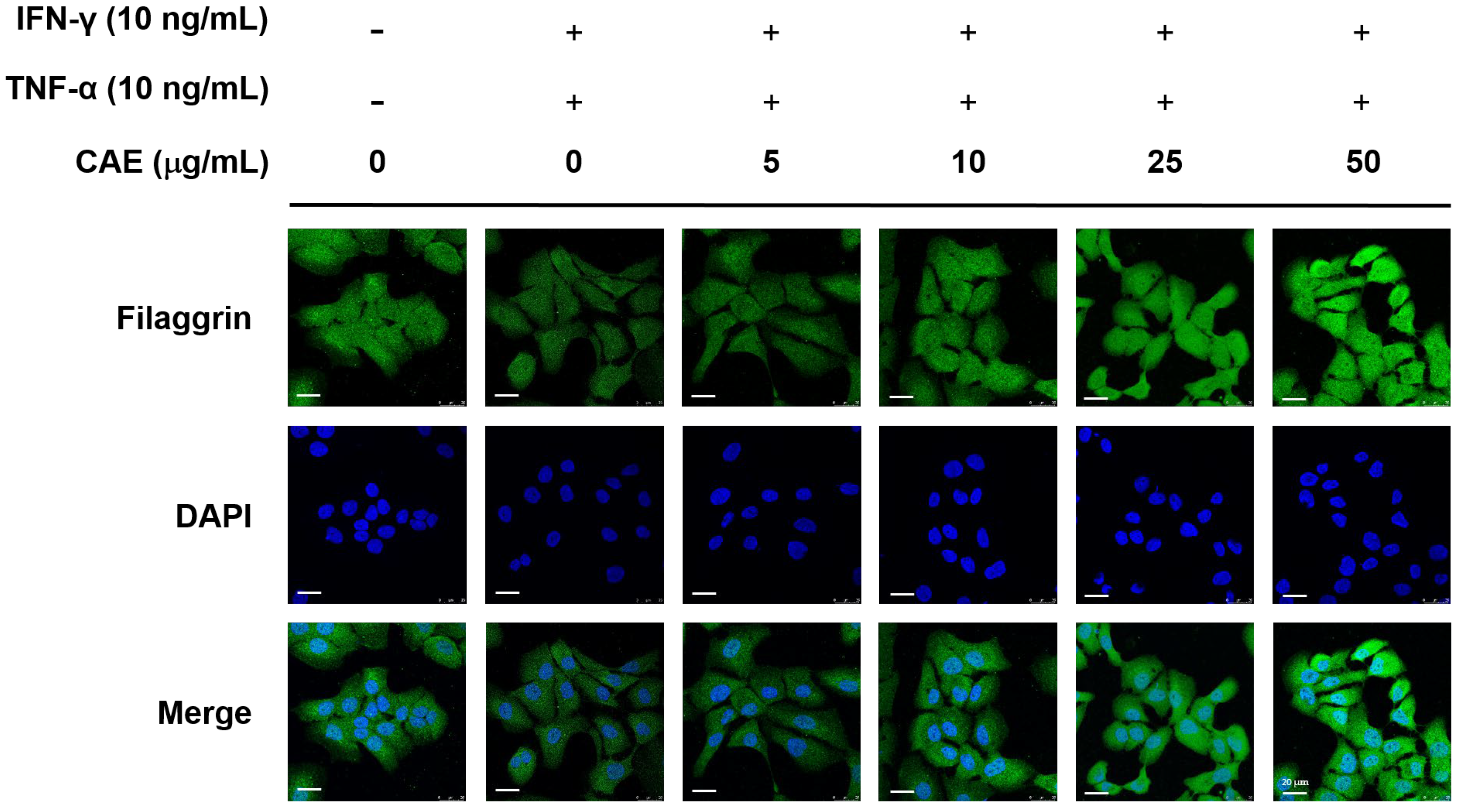 Ijms 24 12367 g008 Ijms 24 12367 g008