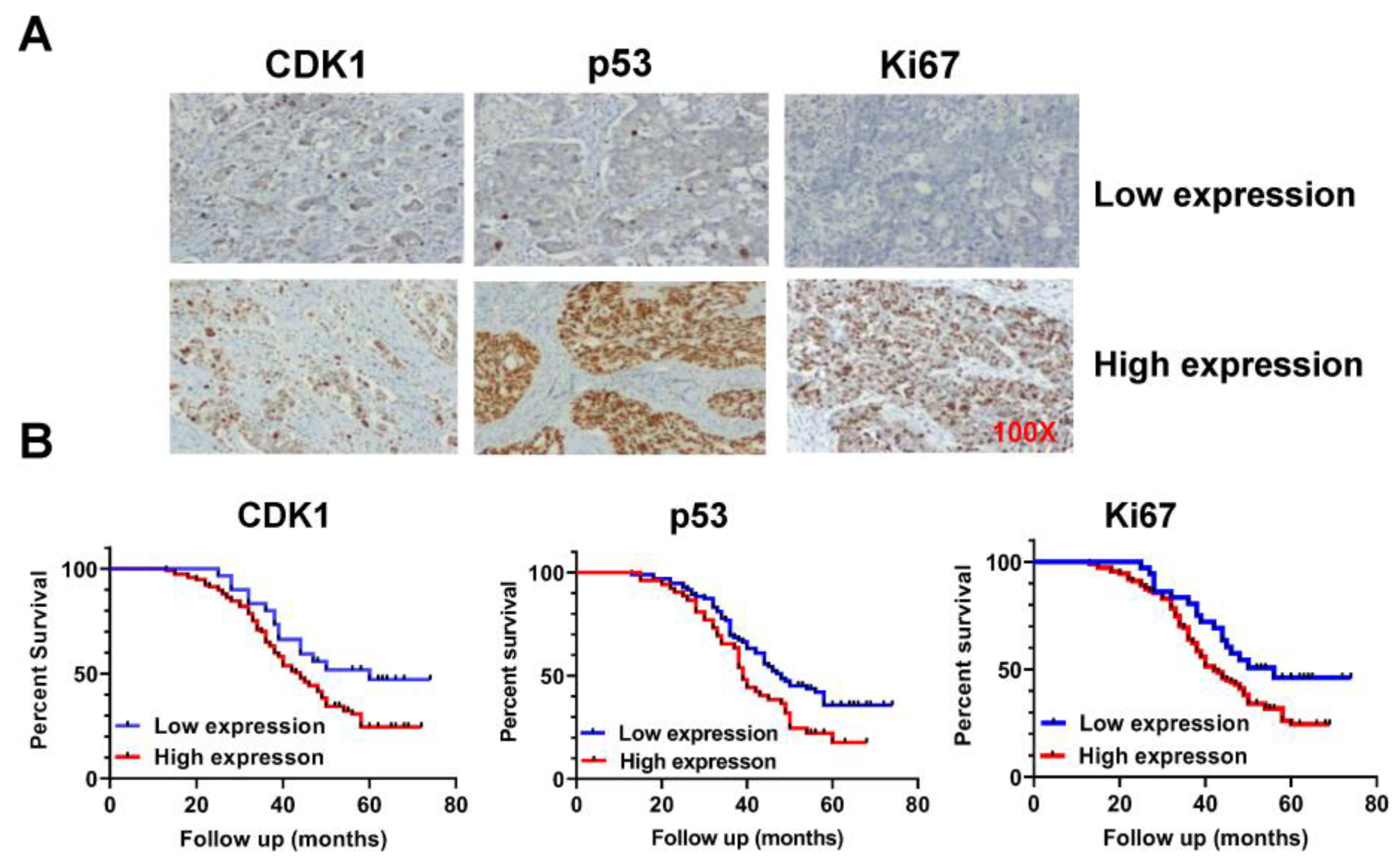 IJMS | Free Full-Text | Inhibition of CDK1 by RO-3306 Exhibits