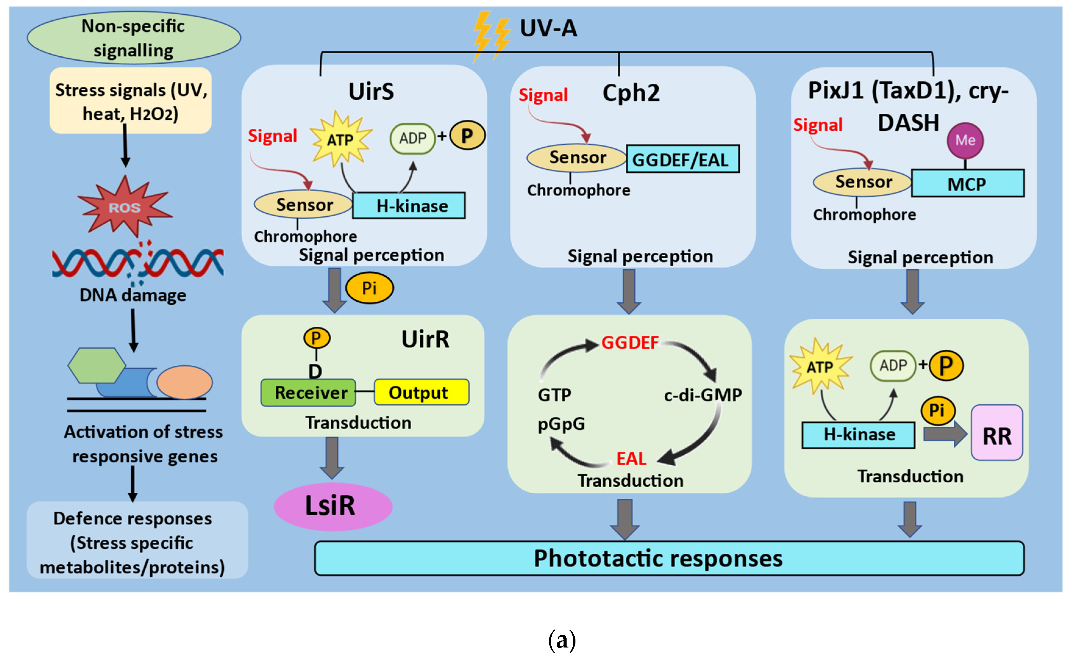 Ijms 24 12381 g002a Ijms 24 12381 g002a