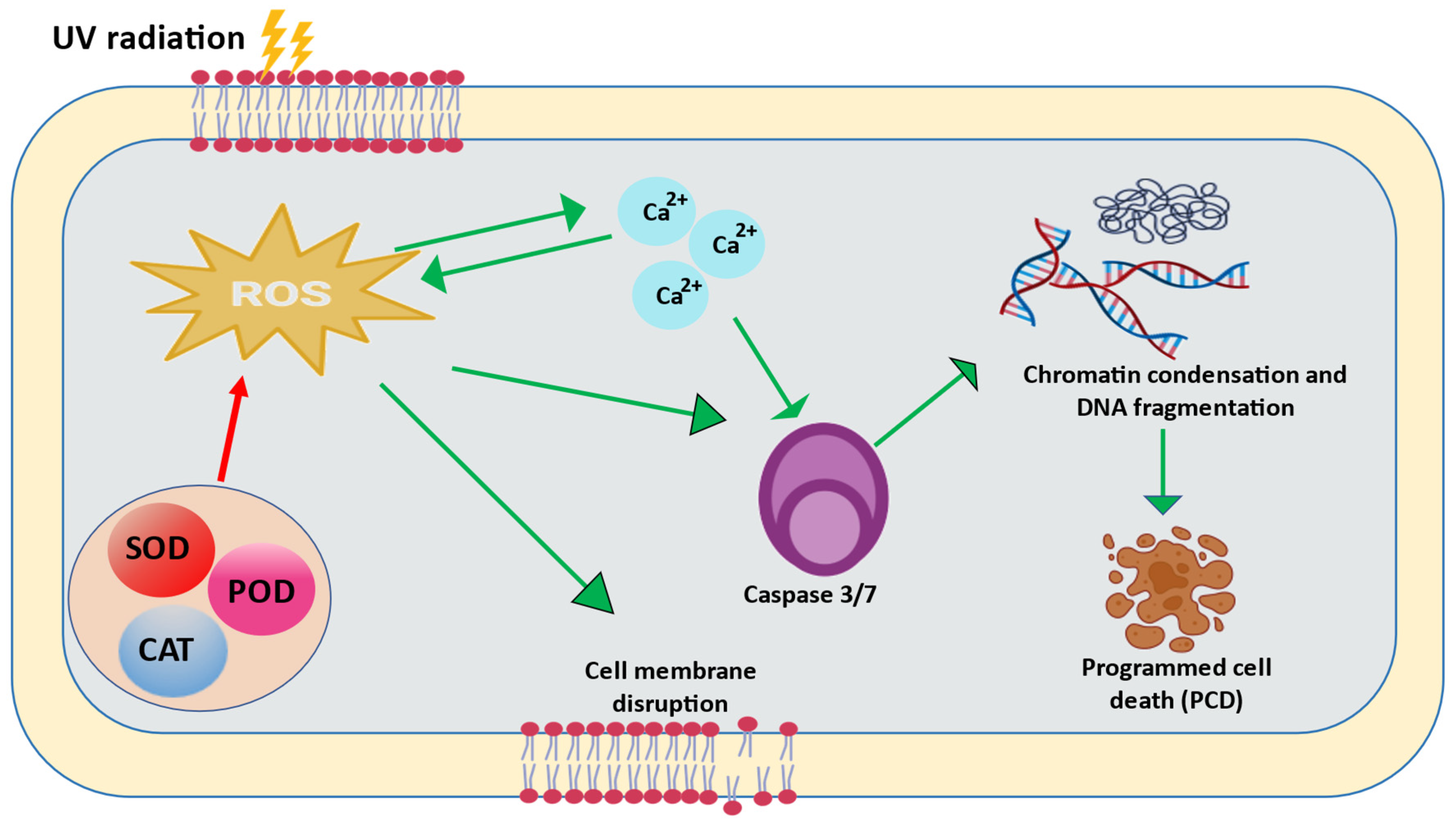 Ijms 24 12381 g005 Ijms 24 12381 g005