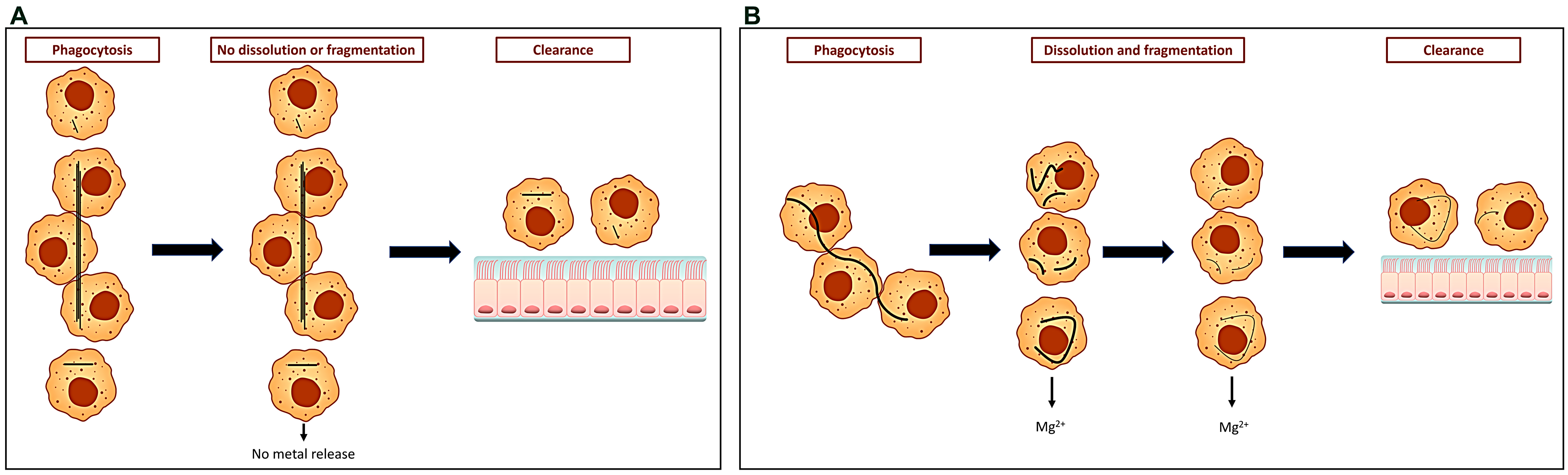Ijms 24 12390 g001 Ijms 24 12390 g001