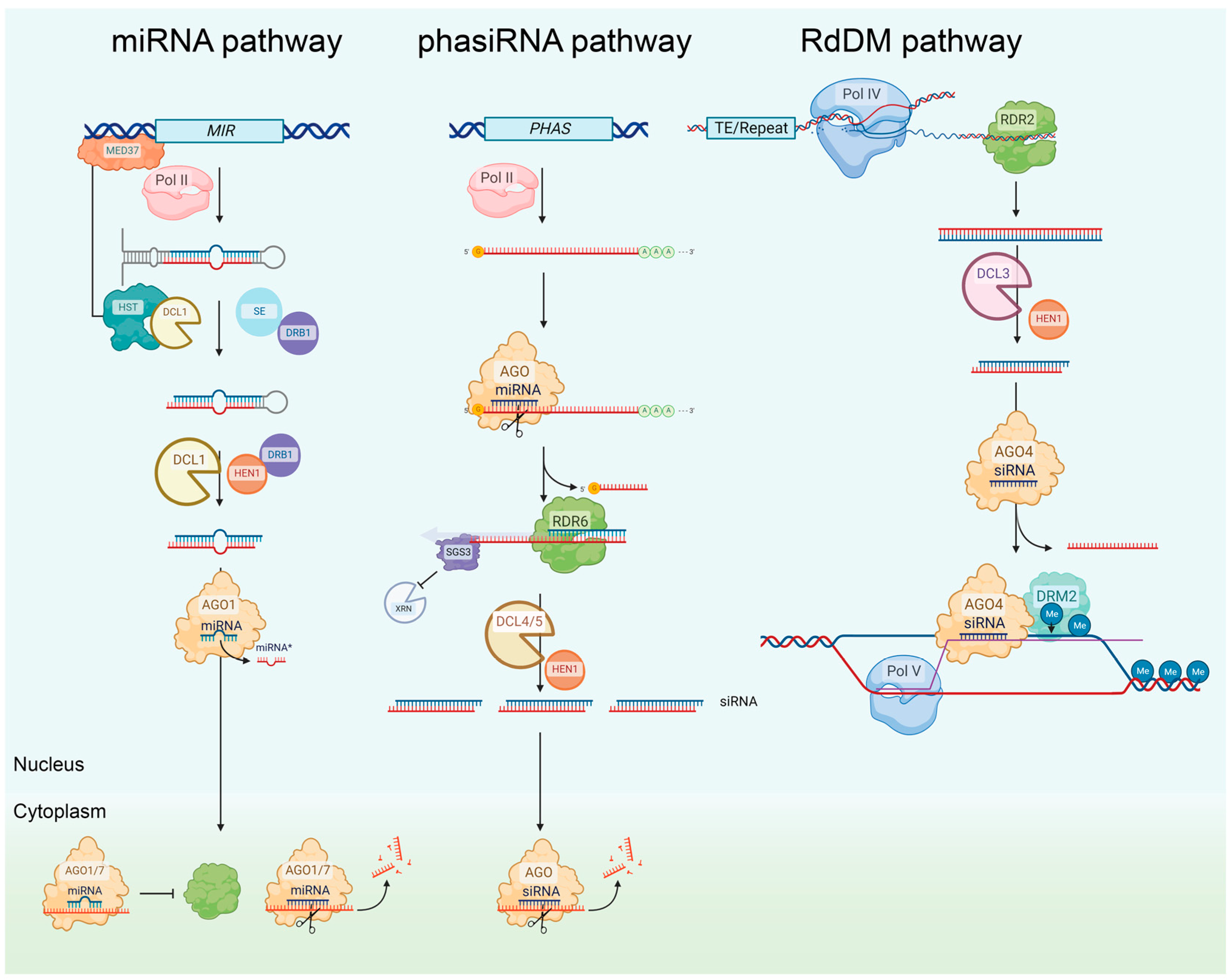 Ijms 24 12391 g001 Ijms 24 12391 g001
