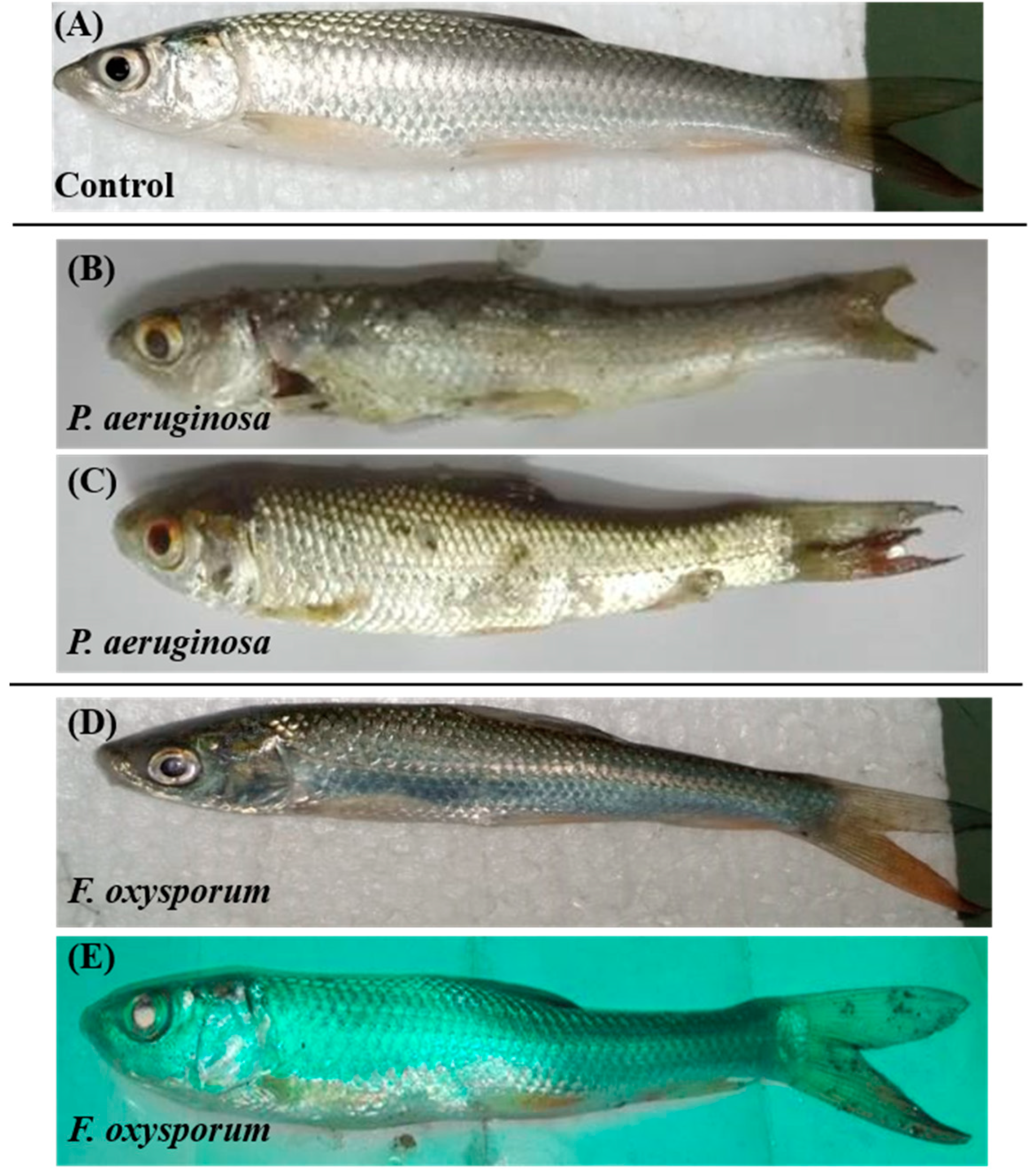 Ijms 24 12392 g001 Ijms 24 12392 g001