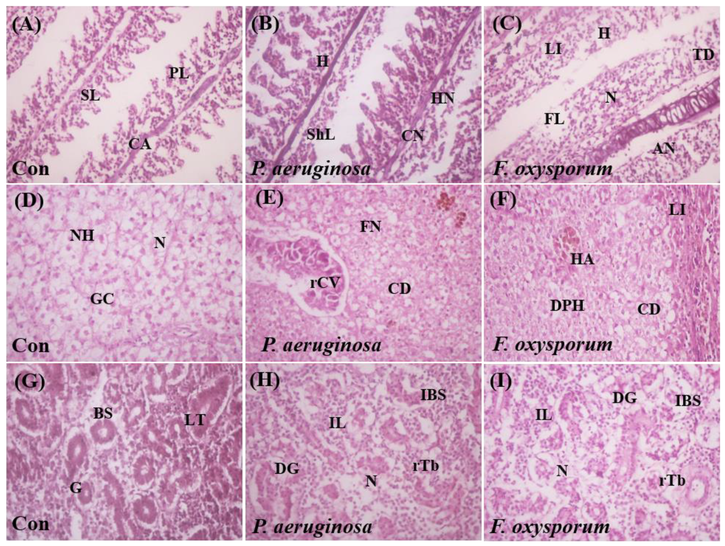 Ijms 24 12392 g005 Ijms 24 12392 g005