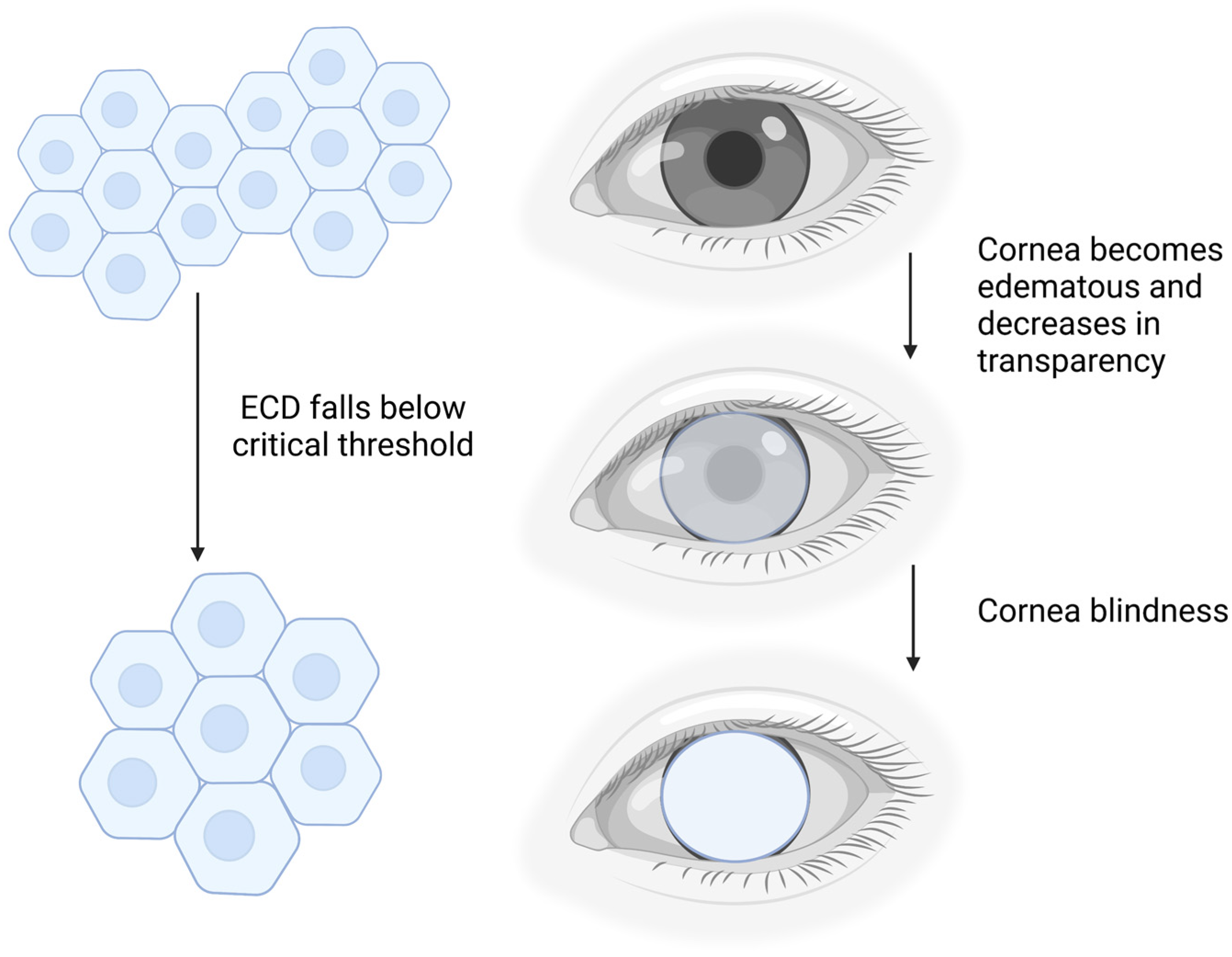 IJMS | Free Full-Text | Corneal Endothelial-like Cells Derived