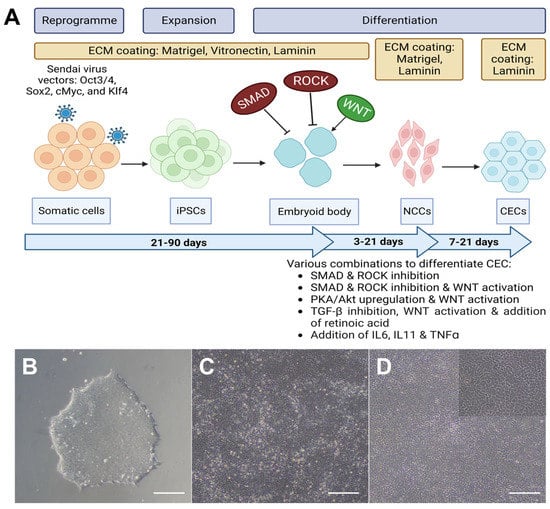 Ijms Free Full Text Corneal Endothelial Like Cells Derived From