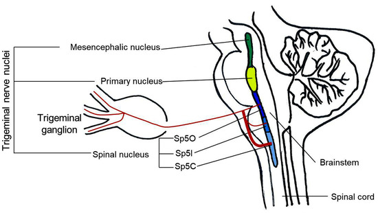 https://www.mdpi.com/ijms/ijms-24-12438/article_deploy/html/images/ijms-24-12438-g001-550.jpg