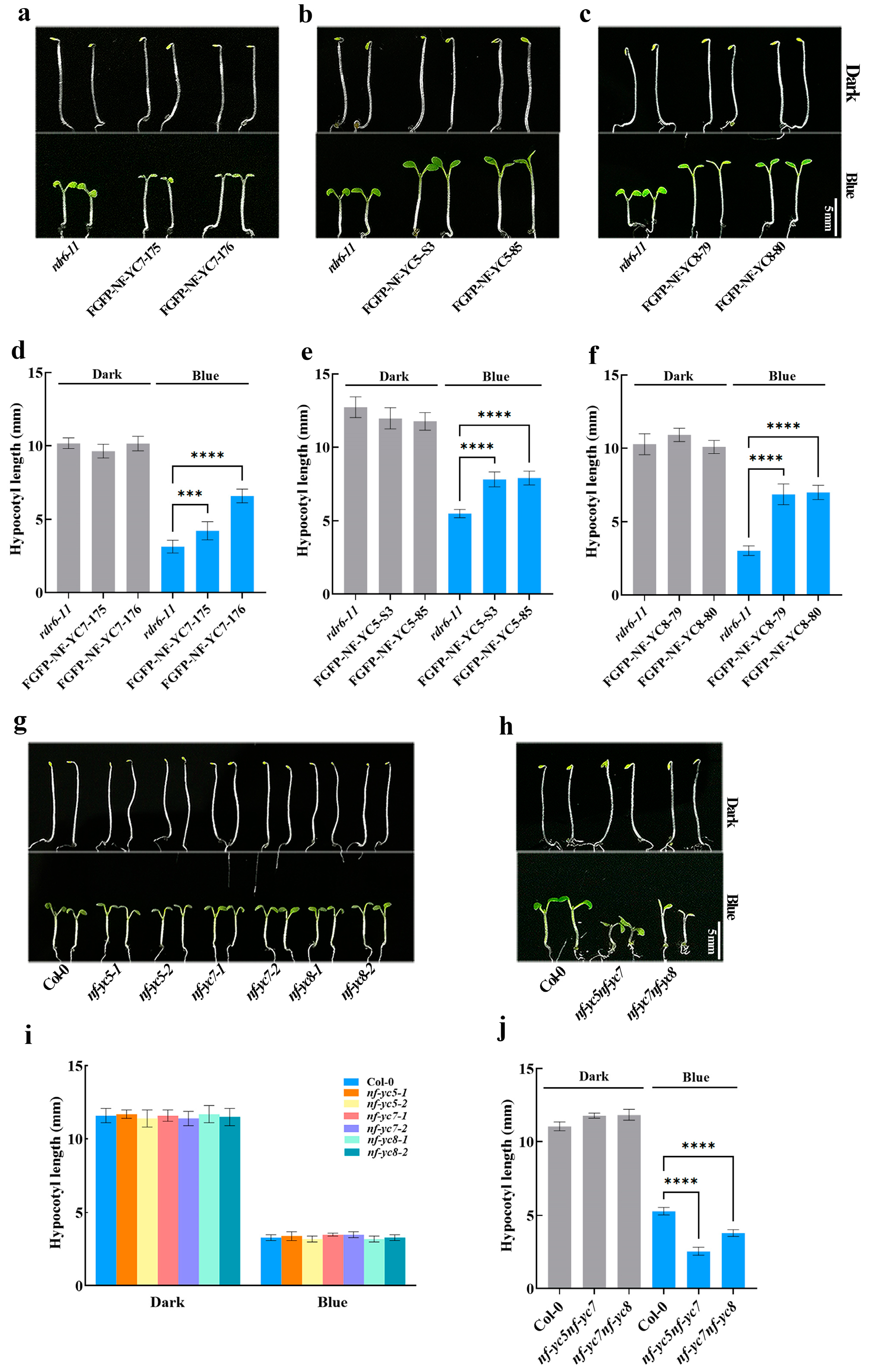 IJMS | Free Full-Text | Arabidopsis NF–YC7 Interacts with 