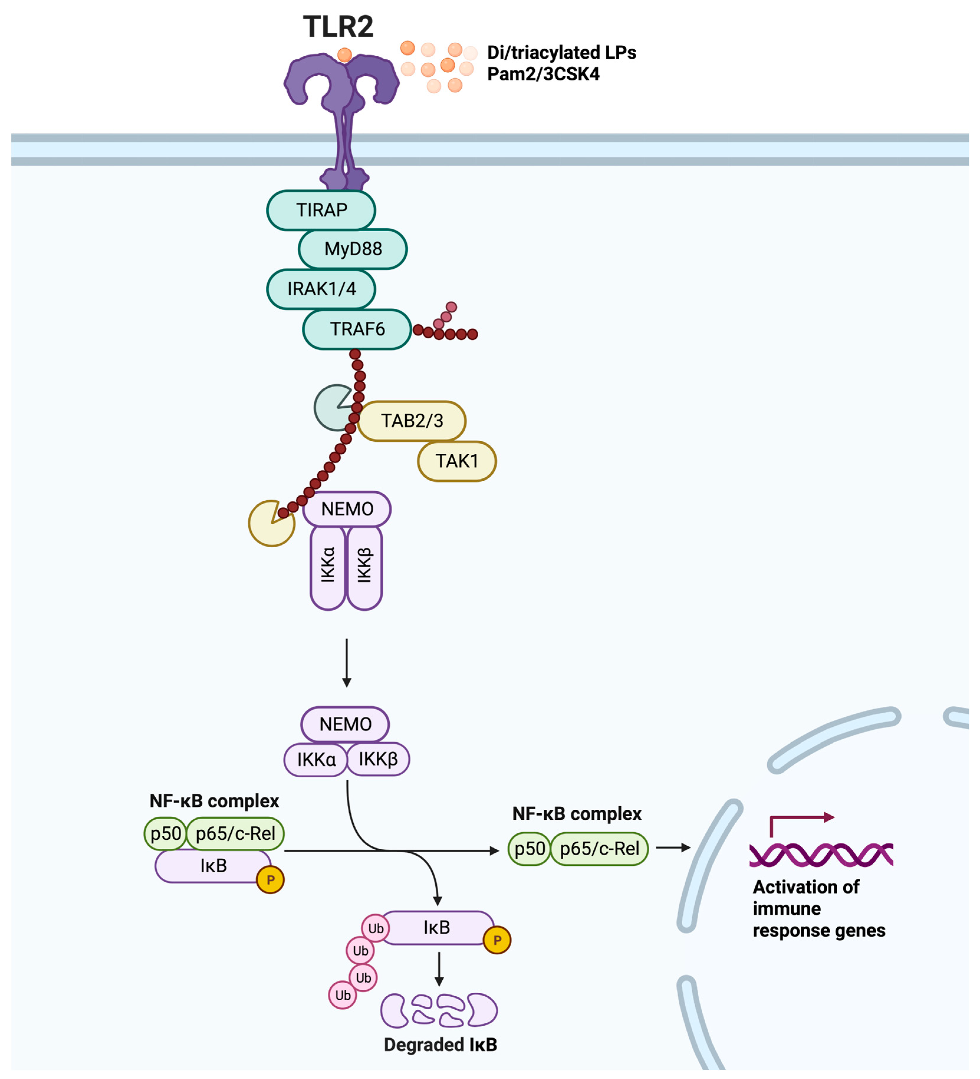 IJMS | Free Full-Text | An Update on Toll-like Receptor 2, Its