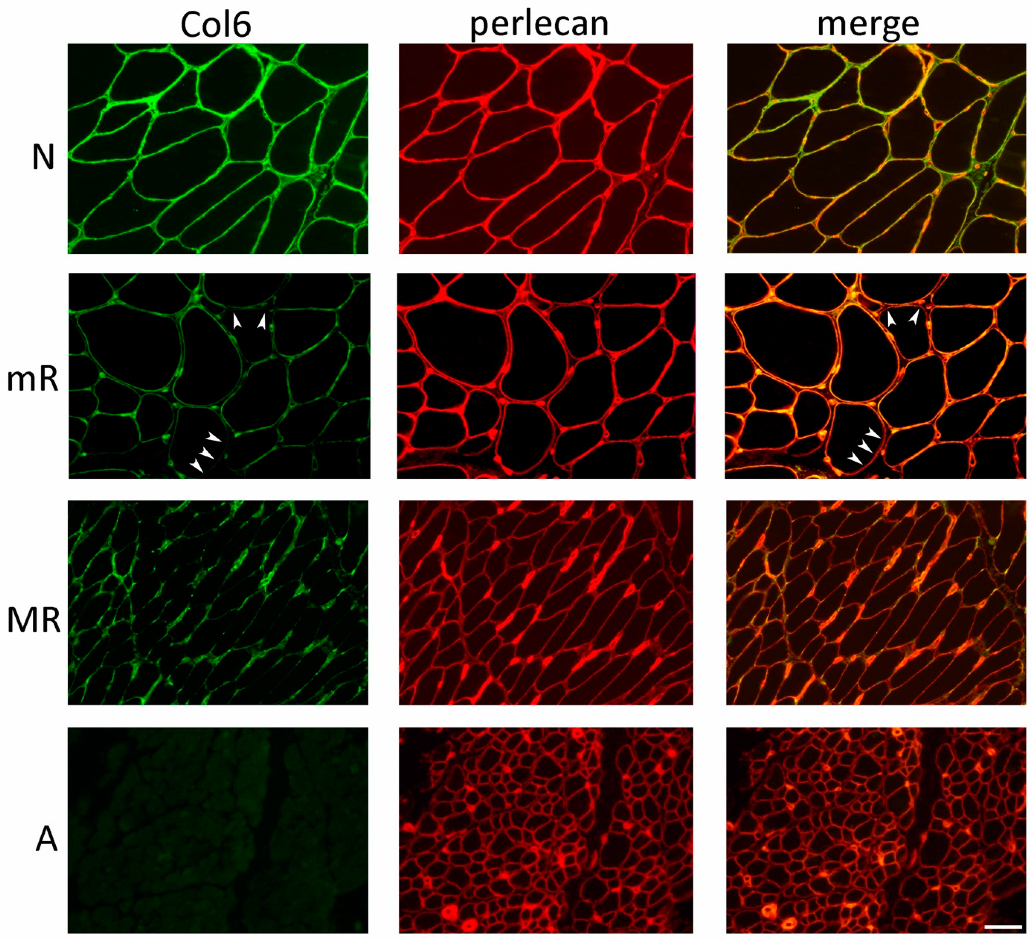 Ijms 24 12474 g006 Ijms 24 12474 g006
