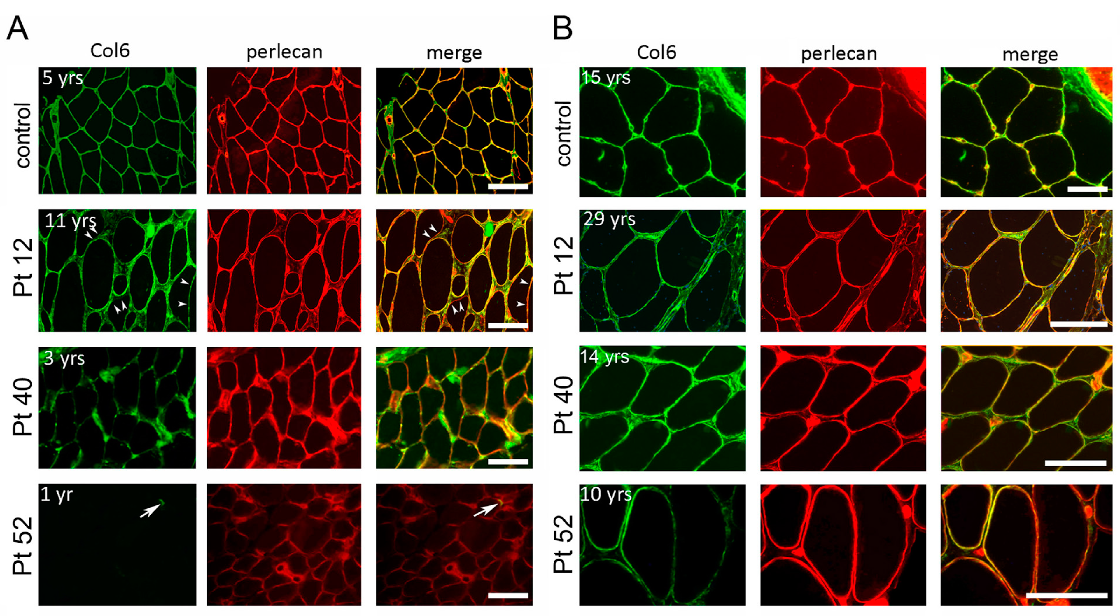 Ijms 24 12474 g007 Ijms 24 12474 g007