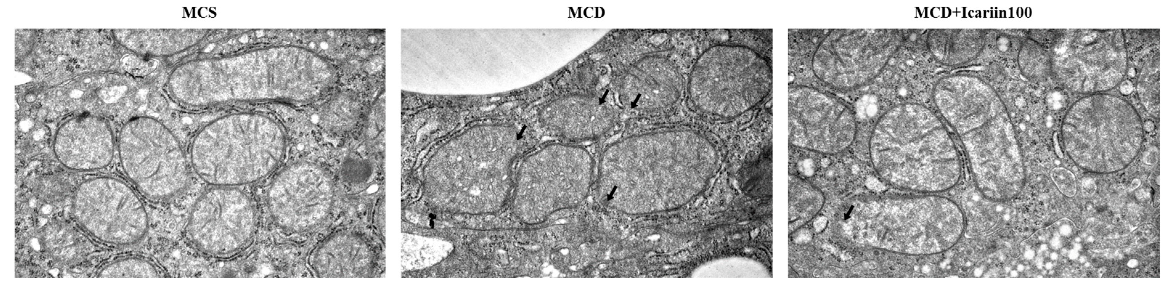 Ijms 24 12510 g004 Ijms 24 12510 g004