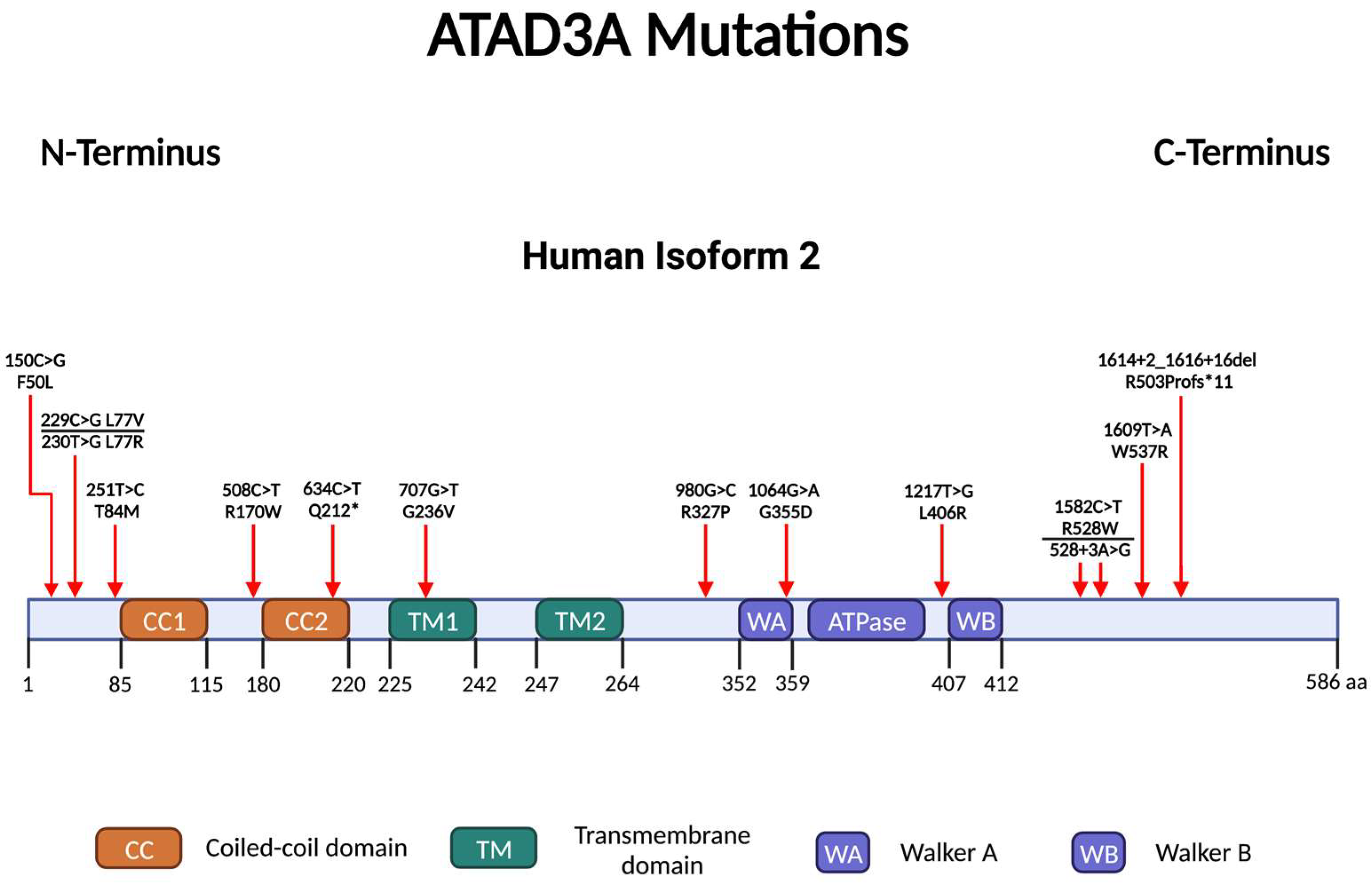 Ijms 24 12511 g003 Ijms 24 12511 g003