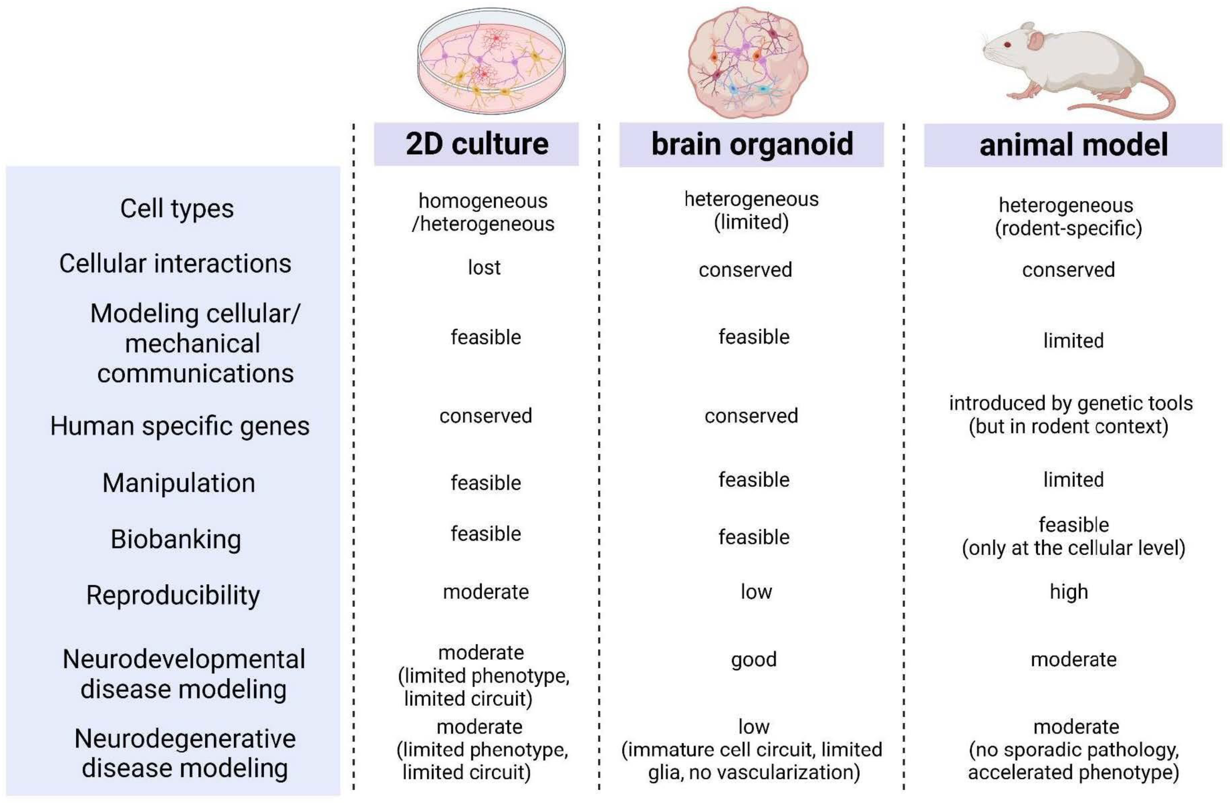 Lab-Grown Human Brain Organoids Go Animal-Free - Neuroscience News