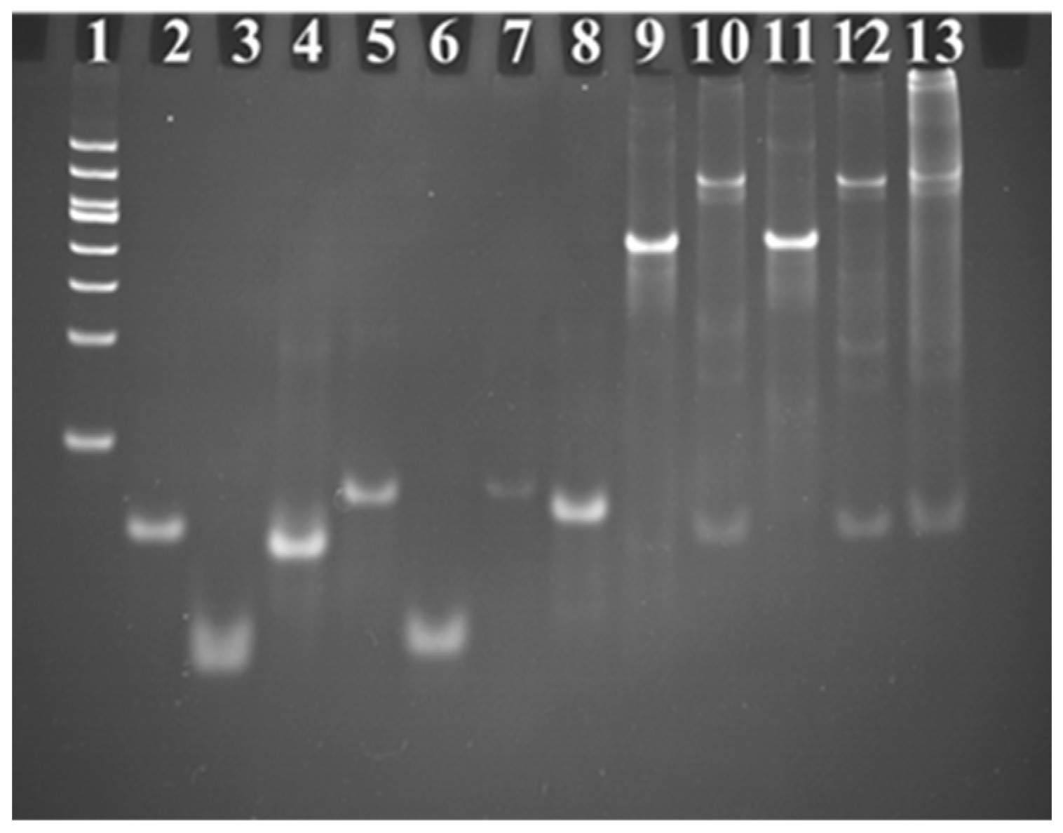 Ijms 24 12565 g002 Ijms 24 12565 g002