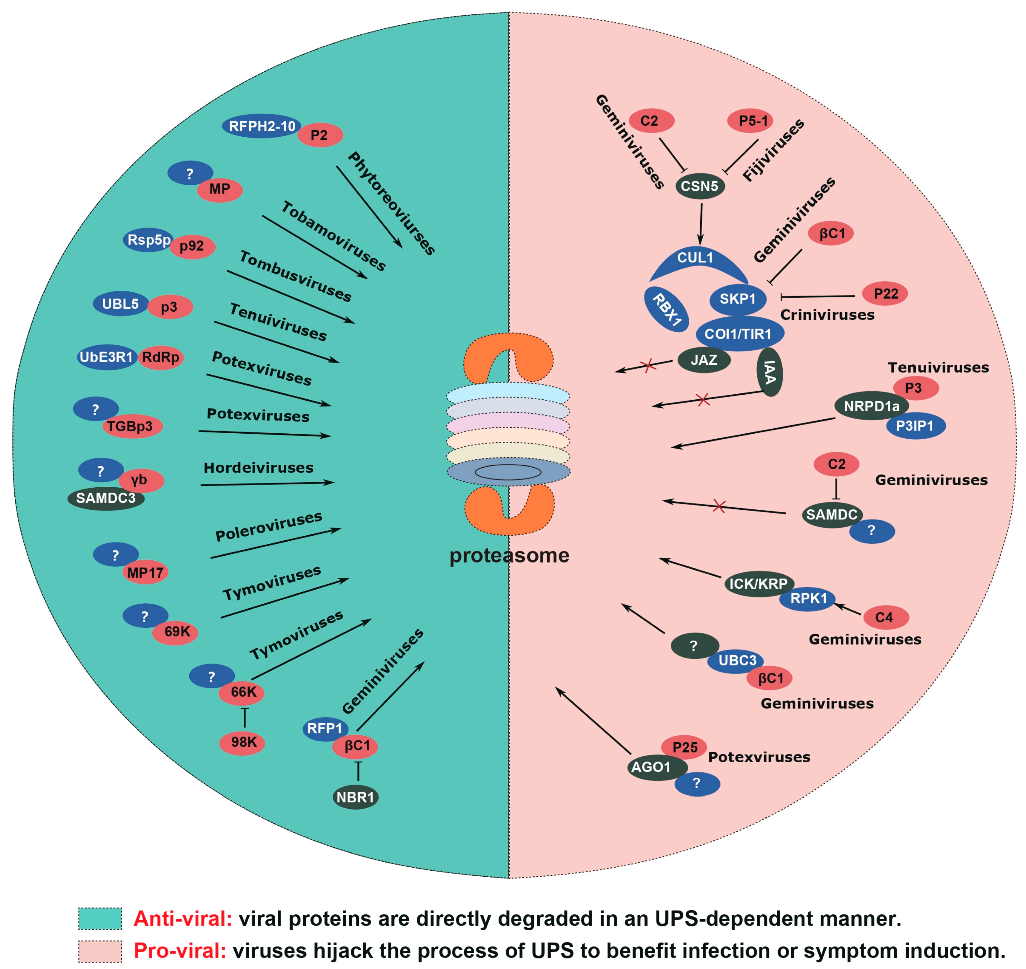 Ijms 24 12582 g001 Ijms 24 12582 g001