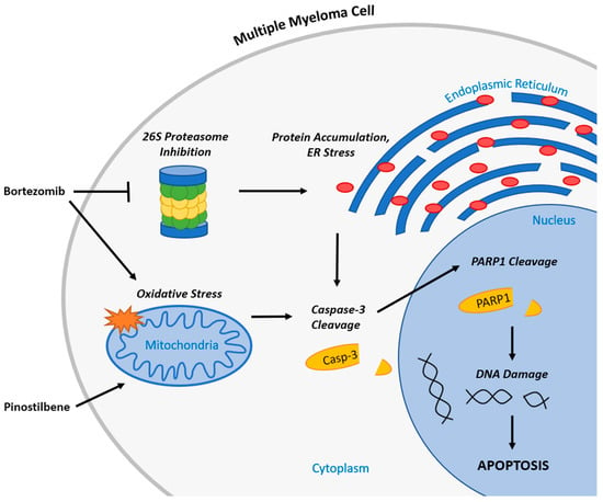 Ijms Free Full Text Cytotoxic And Apoptotic Effects Of Pinostilbene