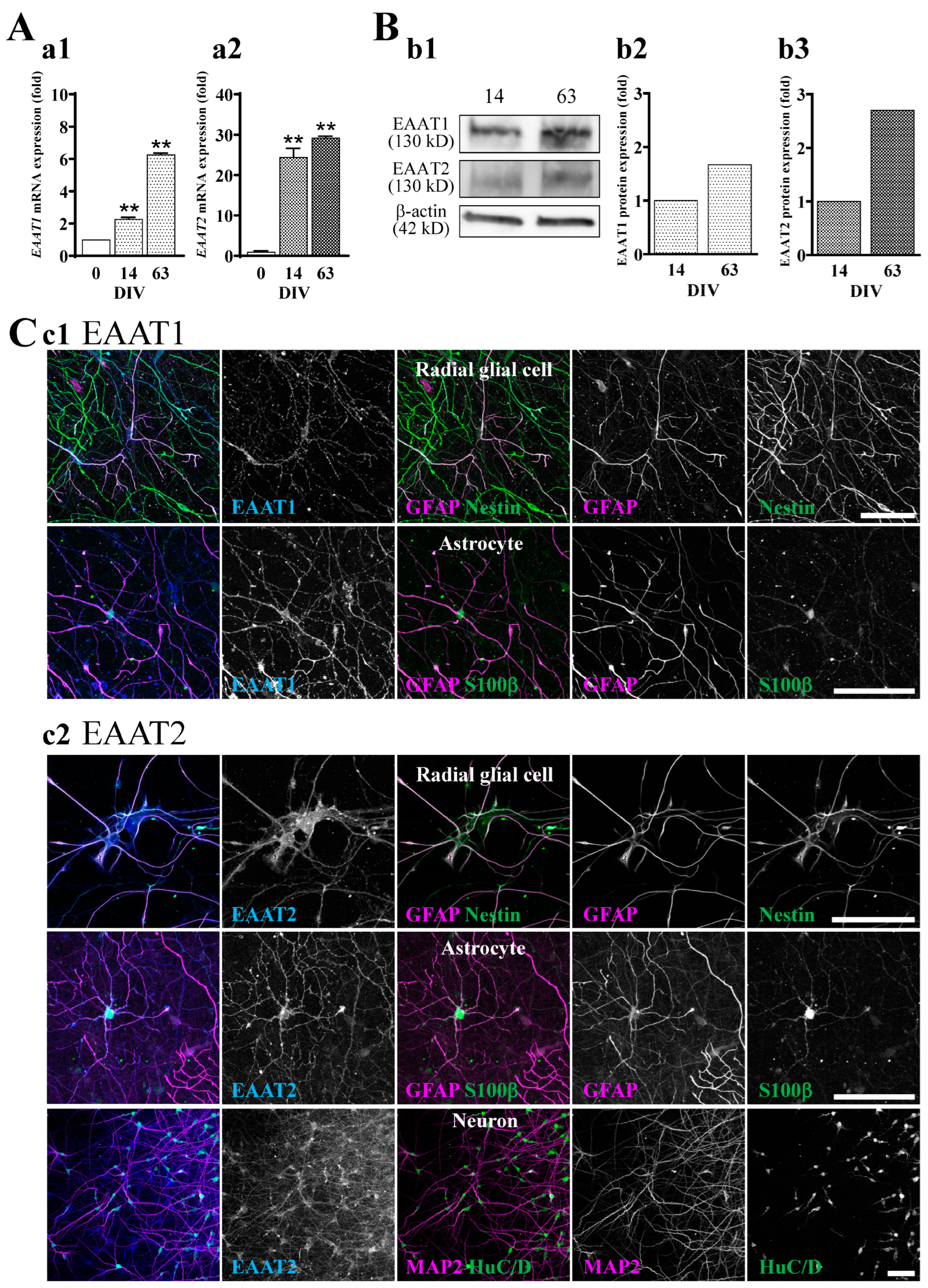 Ijms 24 12605 g003 Ijms 24 12605 g003