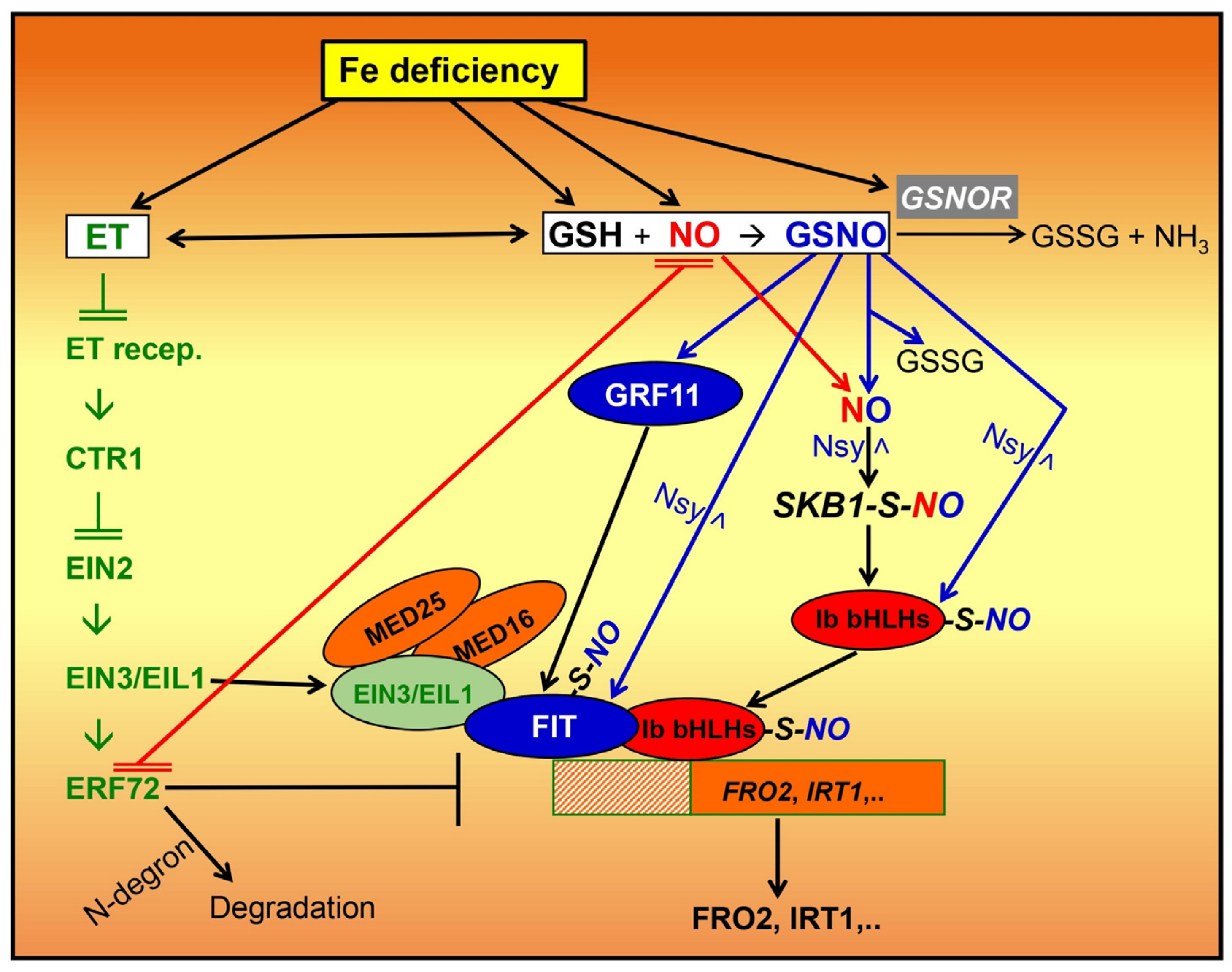 Ijms 24 12617 g002 Ijms 24 12617 g002