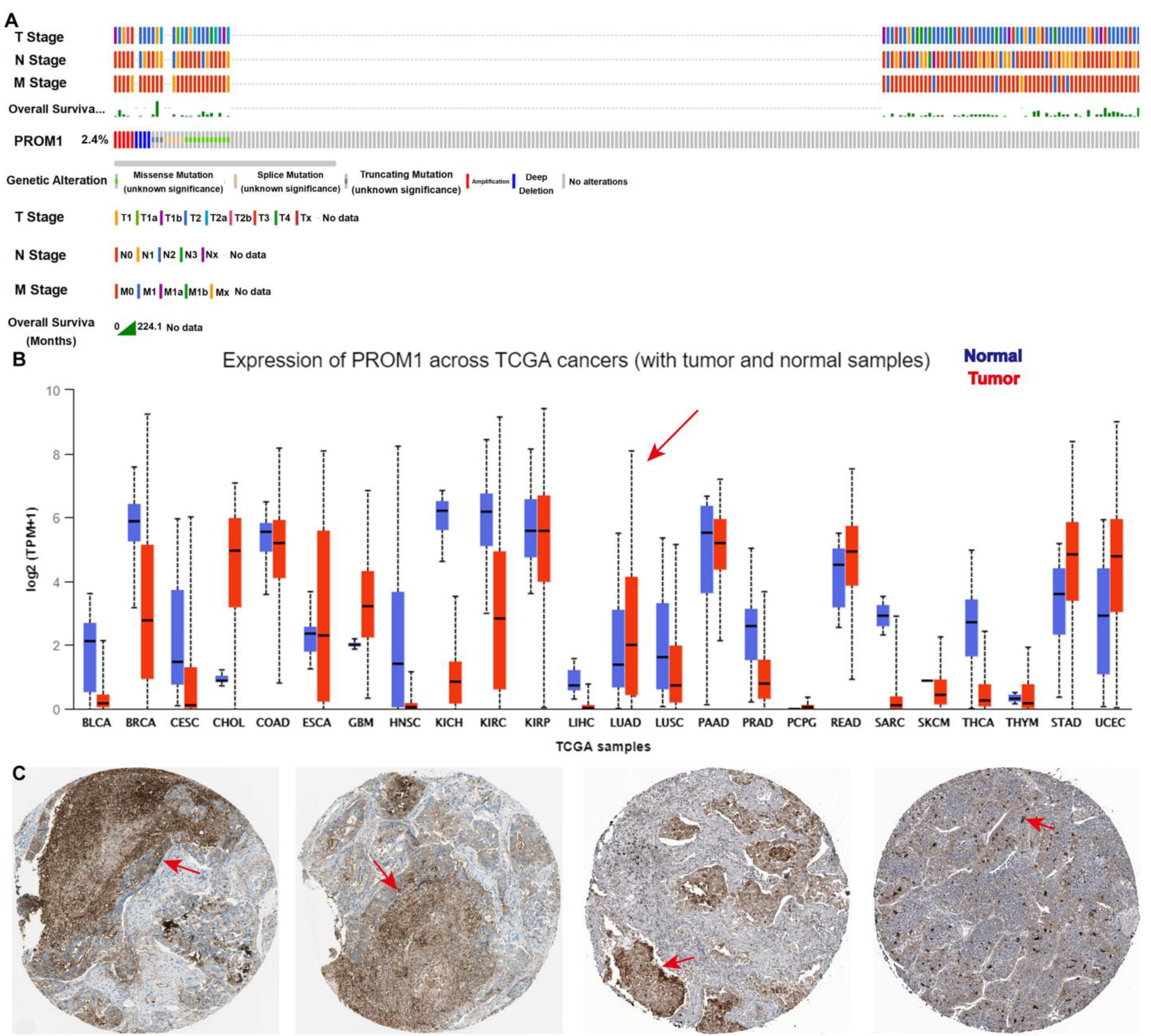 Ijms 24 12626 g002 Ijms 24 12626 g002